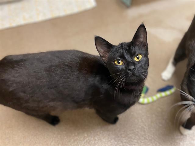 Enlarge JERRI, a Adoptable Domestic Short Hair in Fort Wayne, IN image 1/1