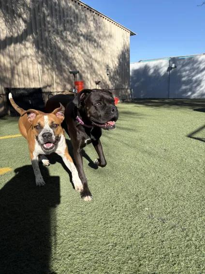 Enlarge Cookie, a Adopted Boxer in Queen Creek, AZ image 2/3