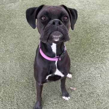 Enlarge Cookie, a Adopted Boxer in Queen Creek, AZ image 1/3