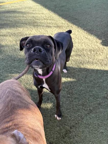 Enlarge Cookie, a Adopted Boxer in Queen Creek, AZ image 3/3
