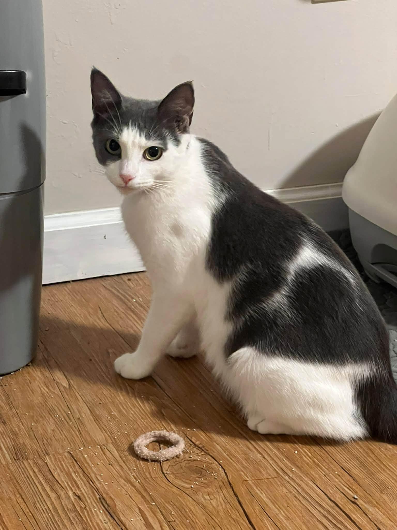 Madison, Adoptable, Adult Female Domestic Short Hair.