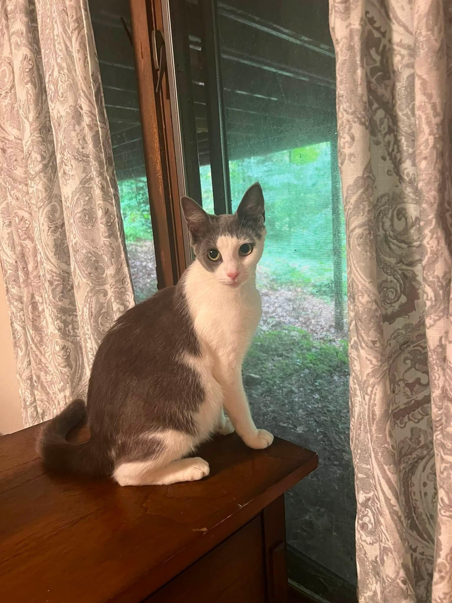 Enlarge Madison, a Adoptable Domestic Short Hair in Enfield, CT image 2/3