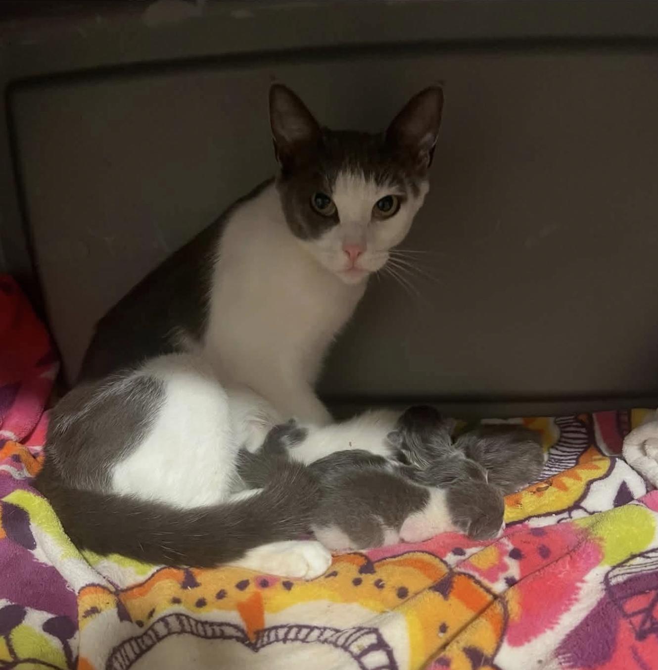Enlarge Madison, a Adoptable Domestic Short Hair in Enfield, CT image 3/3