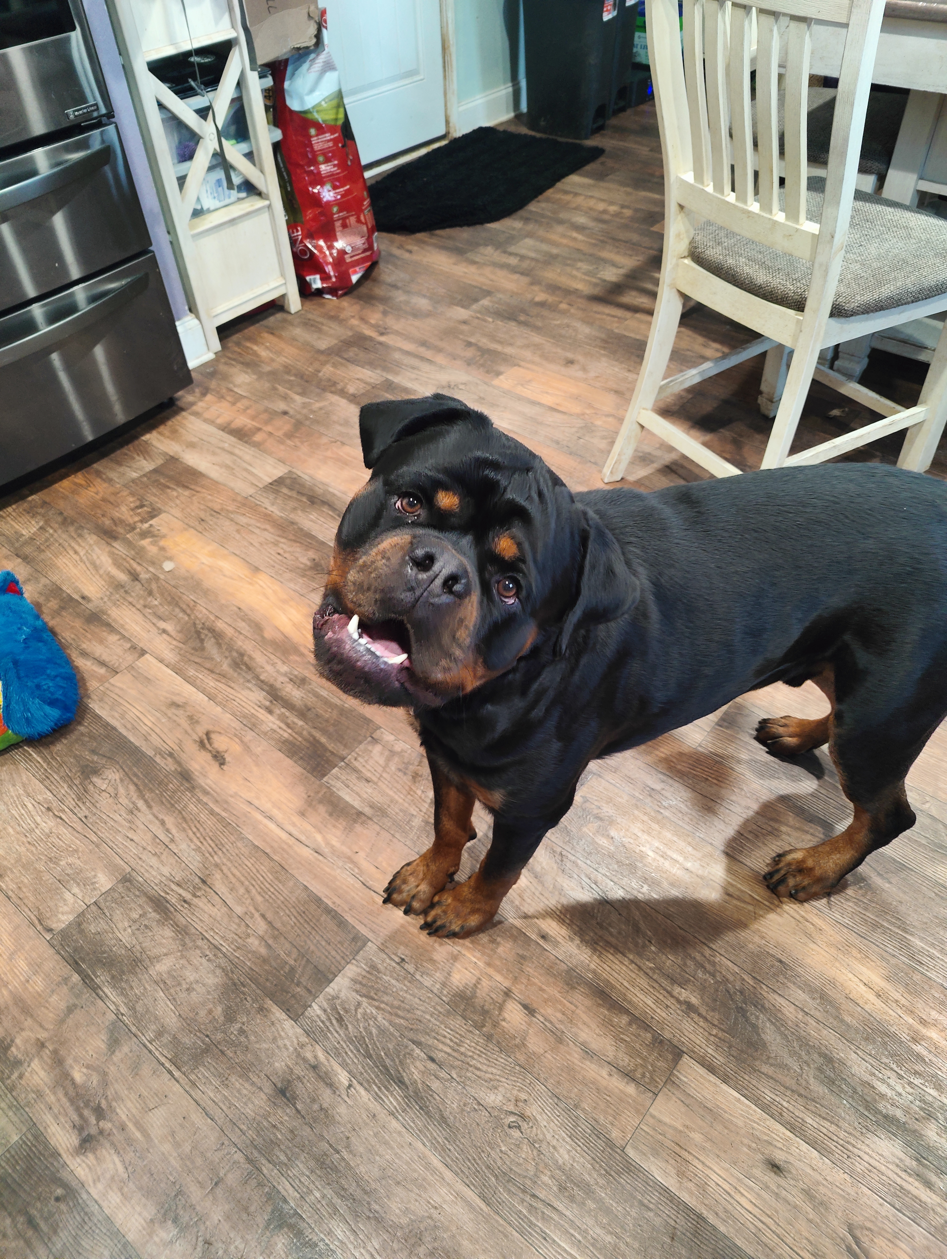 Bear Von Schnitzel, Adopted, Young Male Rottweiler.