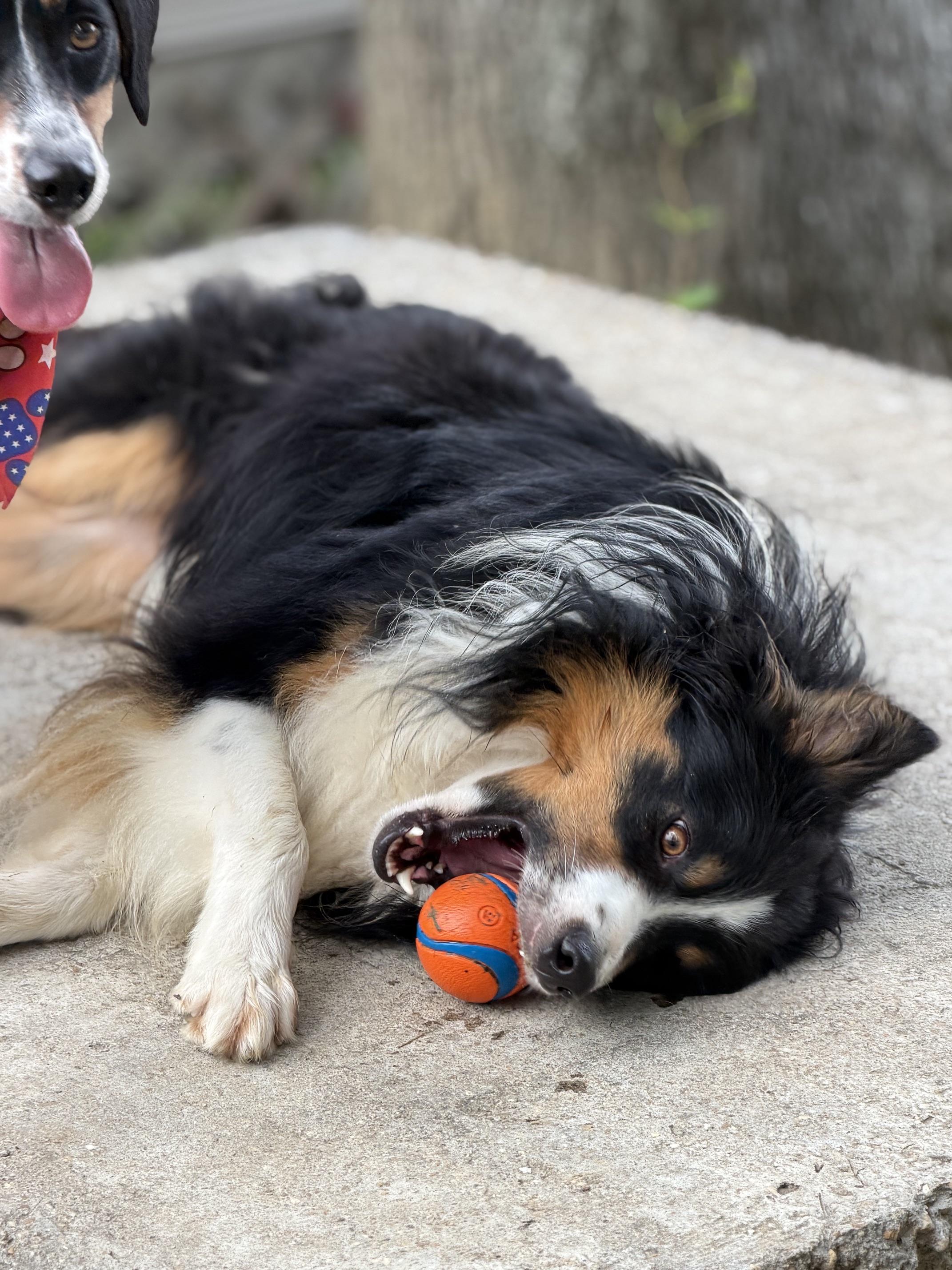 Fetty Wap, a ADOPTABLE mixed breed in Alexandria, VA image 6/6