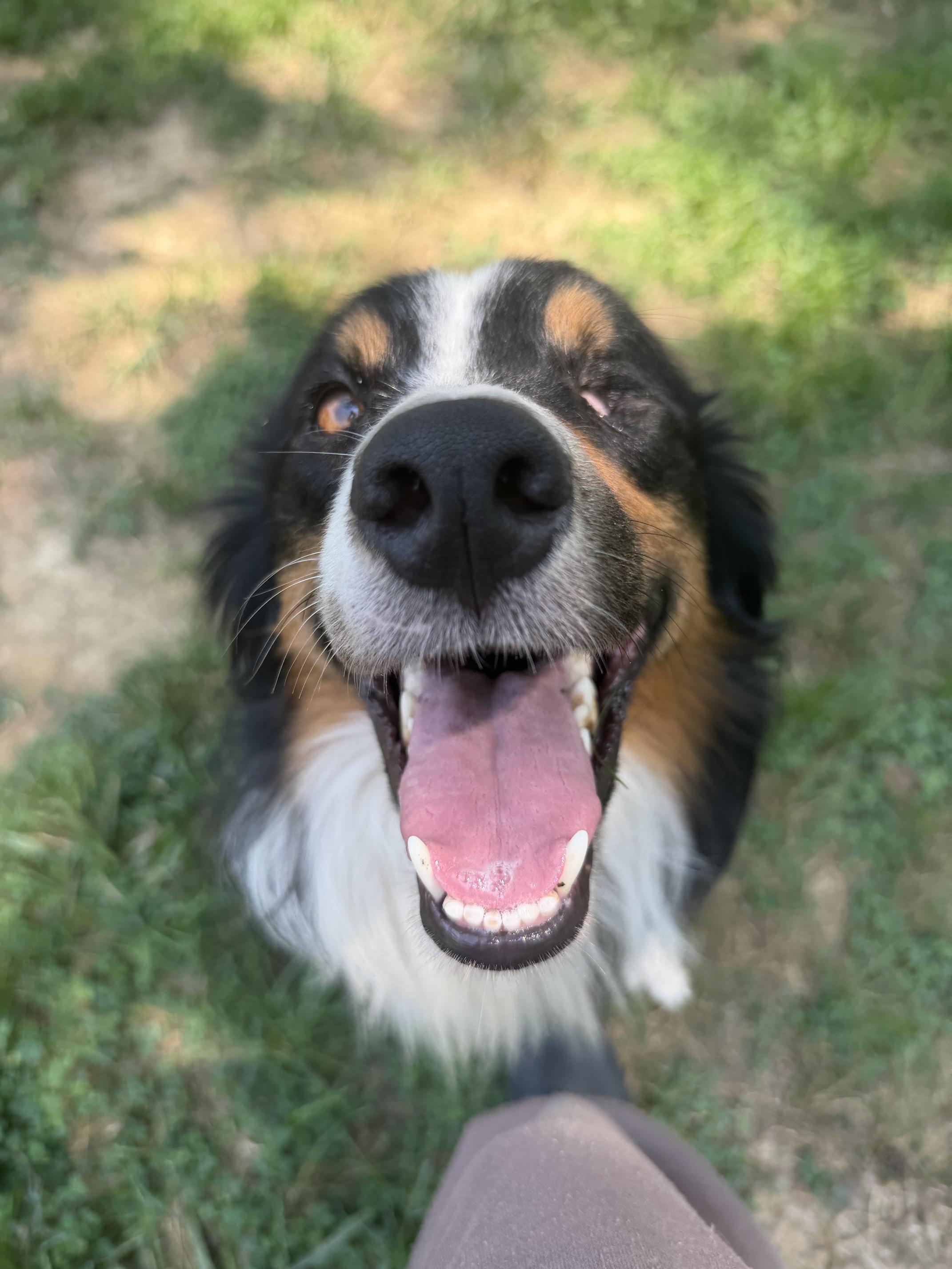 Fetty Wap, a ADOPTABLE mixed breed in Alexandria, VA image 4/6