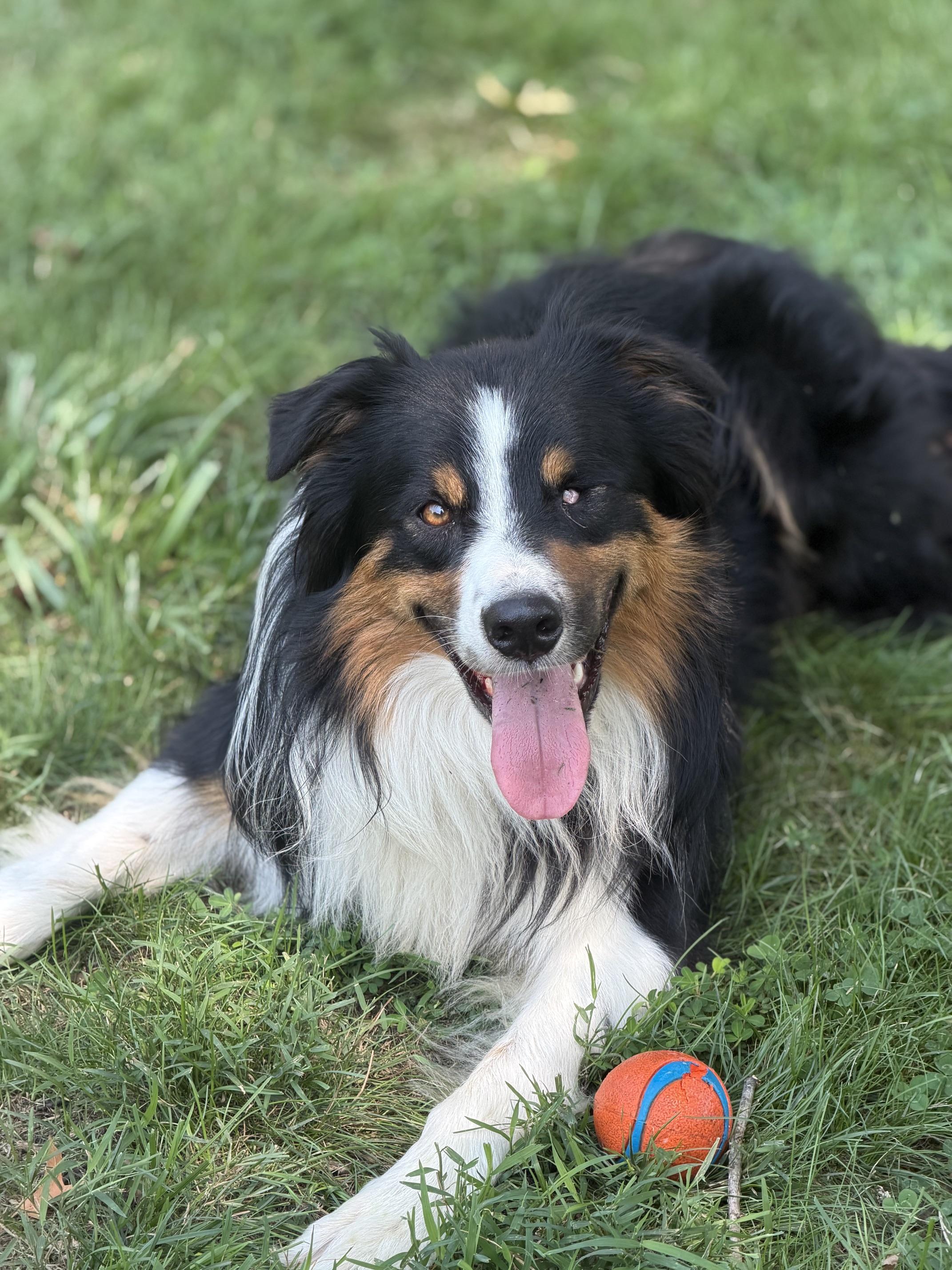 Fetty Wap, a ADOPTABLE mixed breed in Alexandria, VA image 5/6
