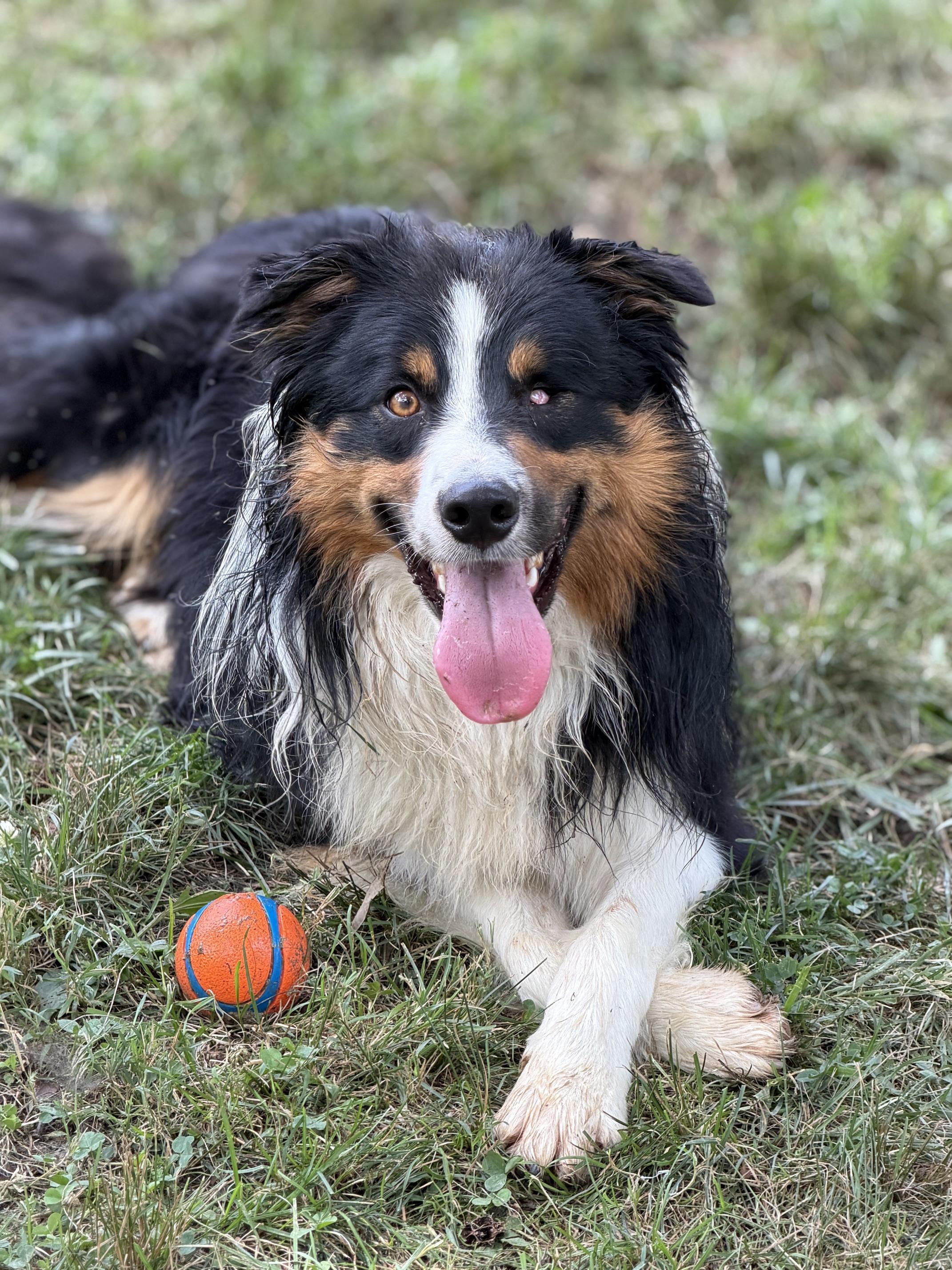 Fetty Wap, ADOPTABLE, Adult Male Australian Shepherd & Border Collie.
