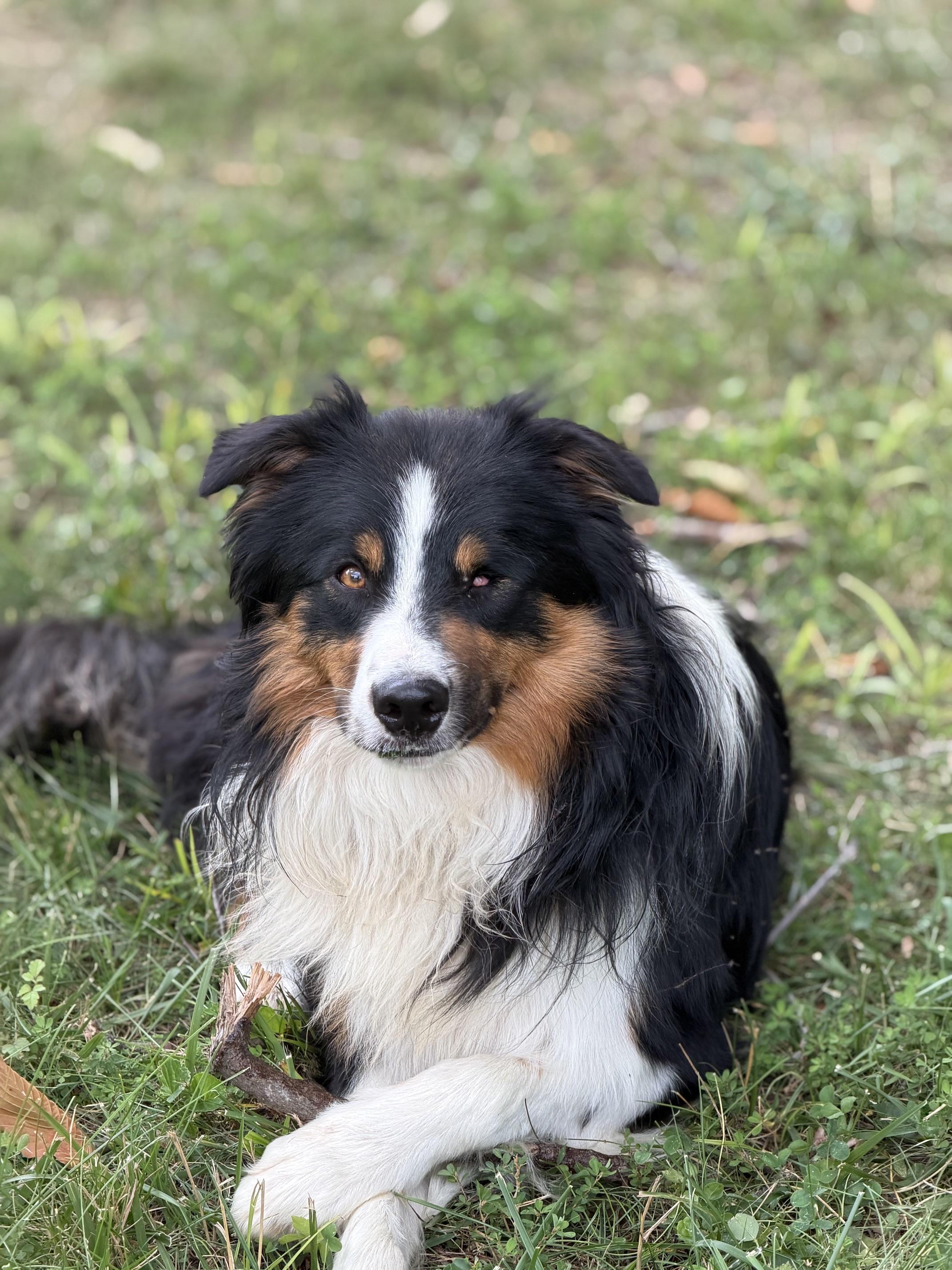 Fetty Wap, a ADOPTABLE mixed breed in Alexandria, VA image 2/6
