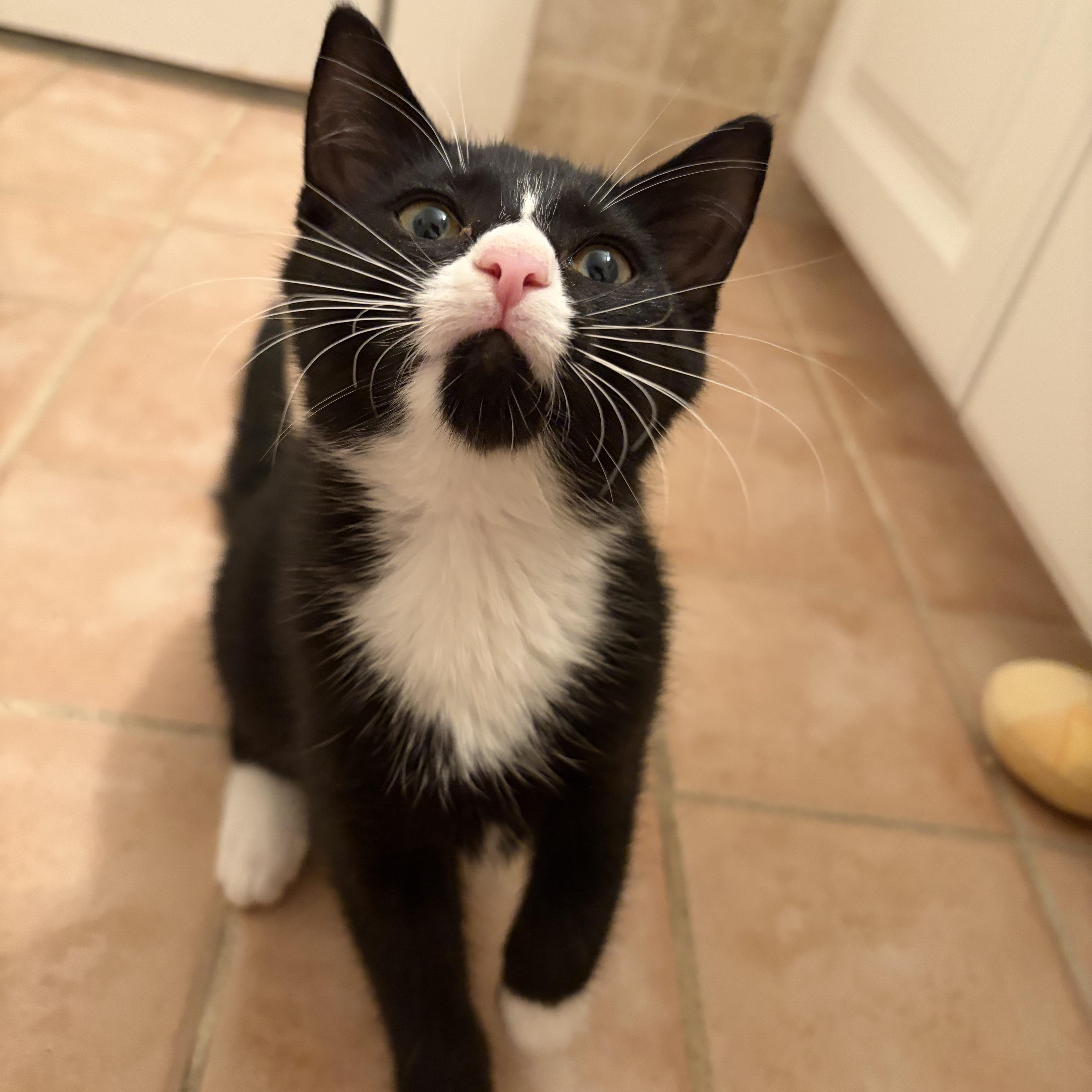 Enlarge Cupcake, a Adopted Tuxedo in Medford, MA image 1/3