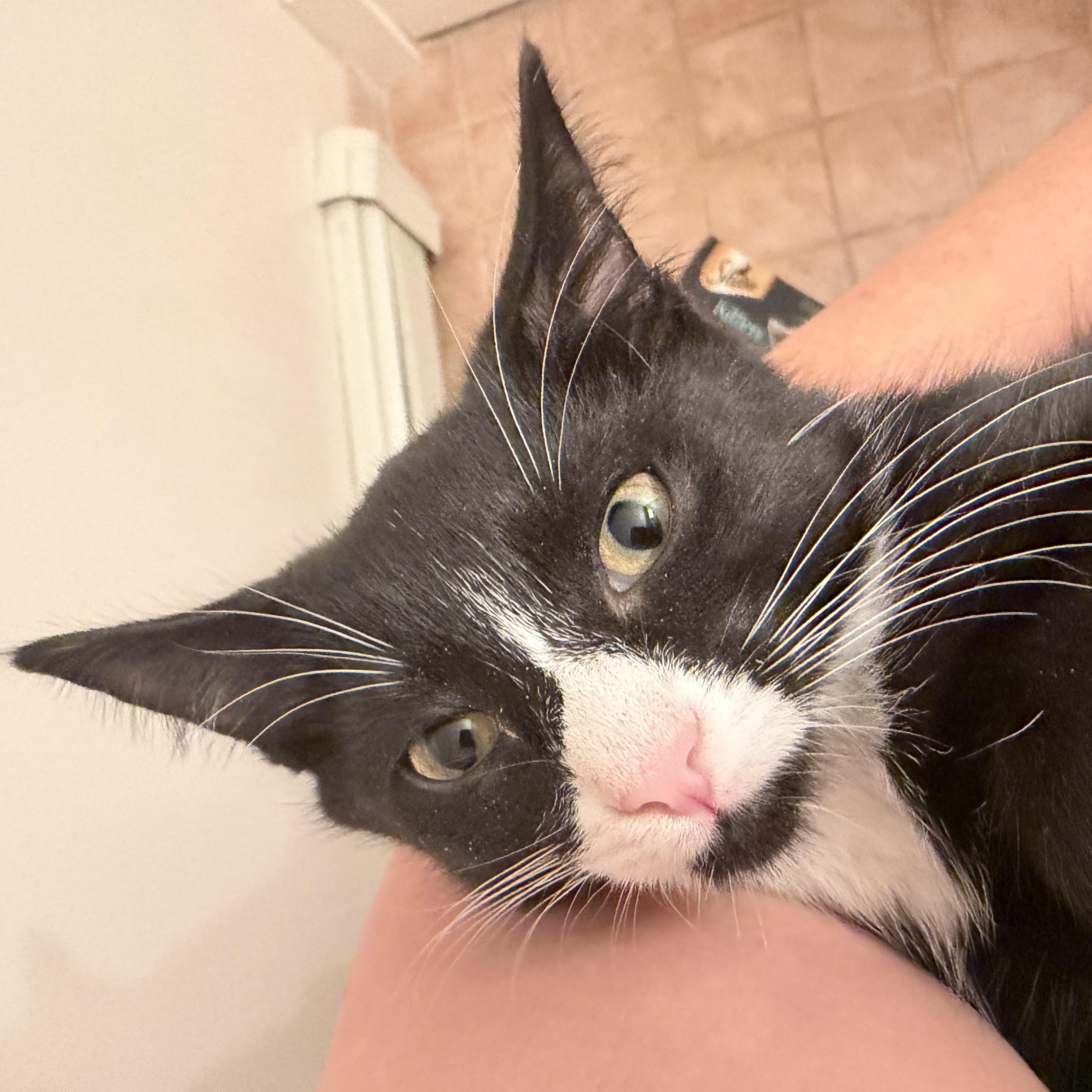Enlarge Cupcake, a Adopted Tuxedo in Medford, MA image 3/3
