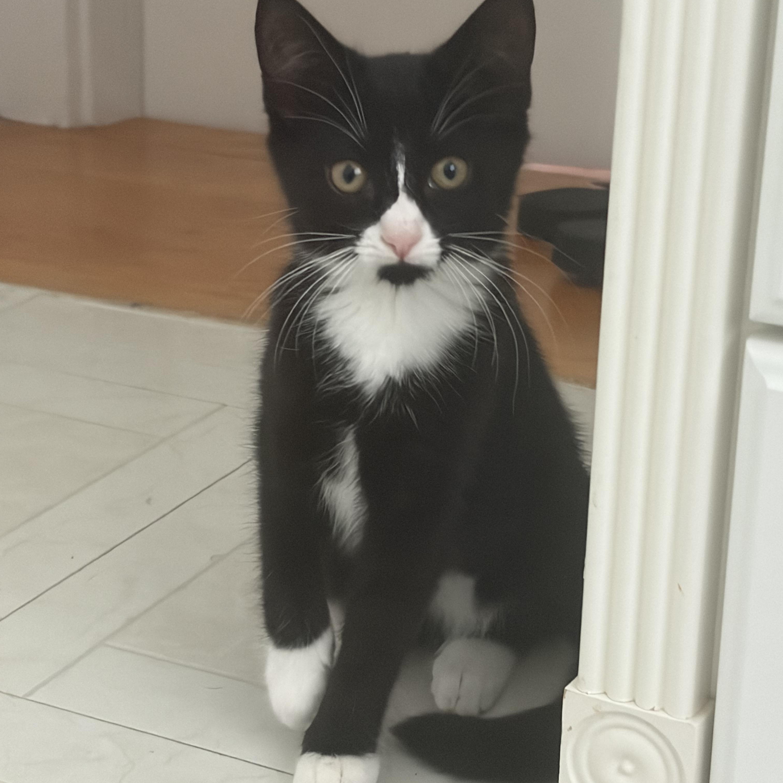 Enlarge Cupcake, a Adopted Tuxedo in Medford, MA image 2/3