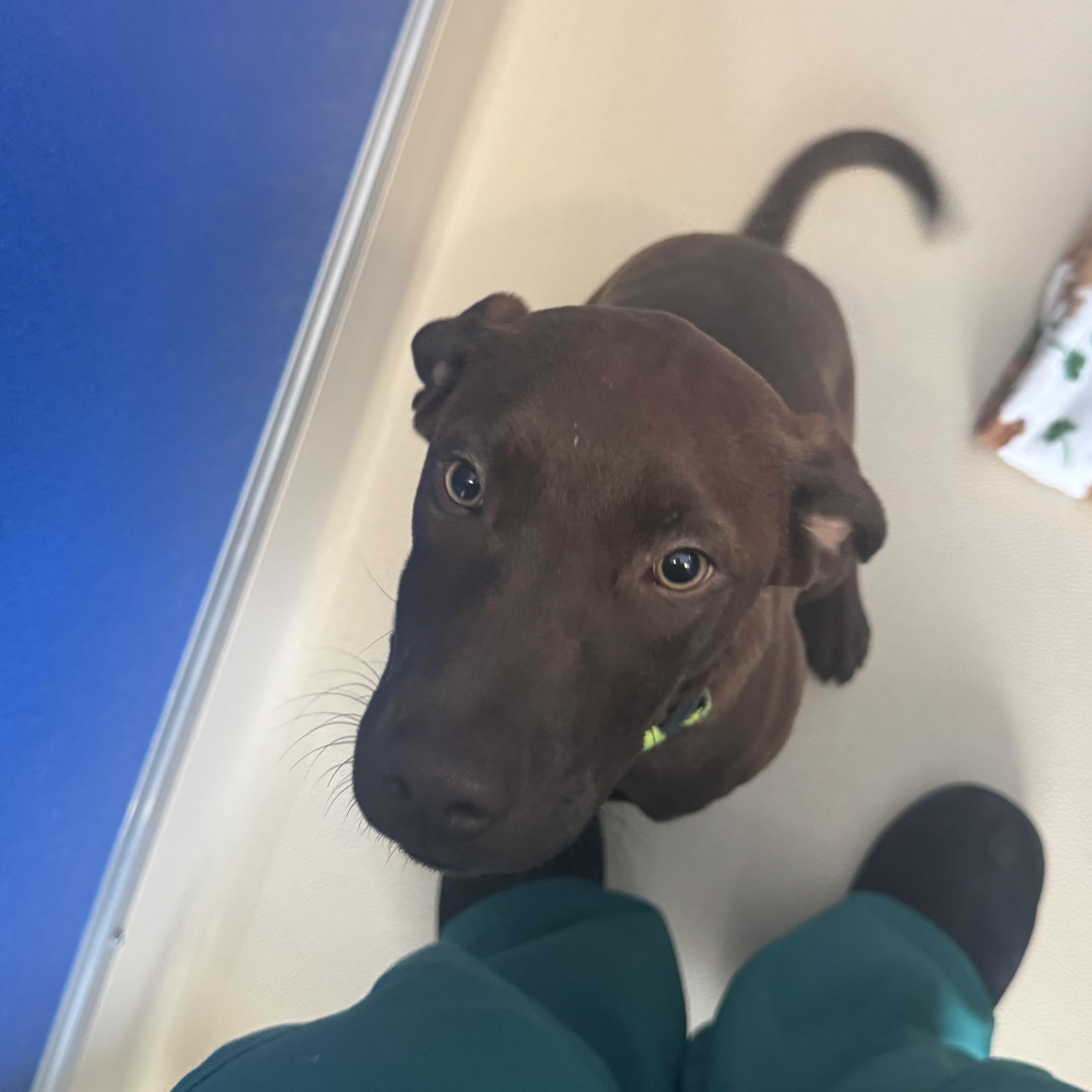 Enlarge Bailey , an adopted mixed breed in Fall River, MA image 1/3