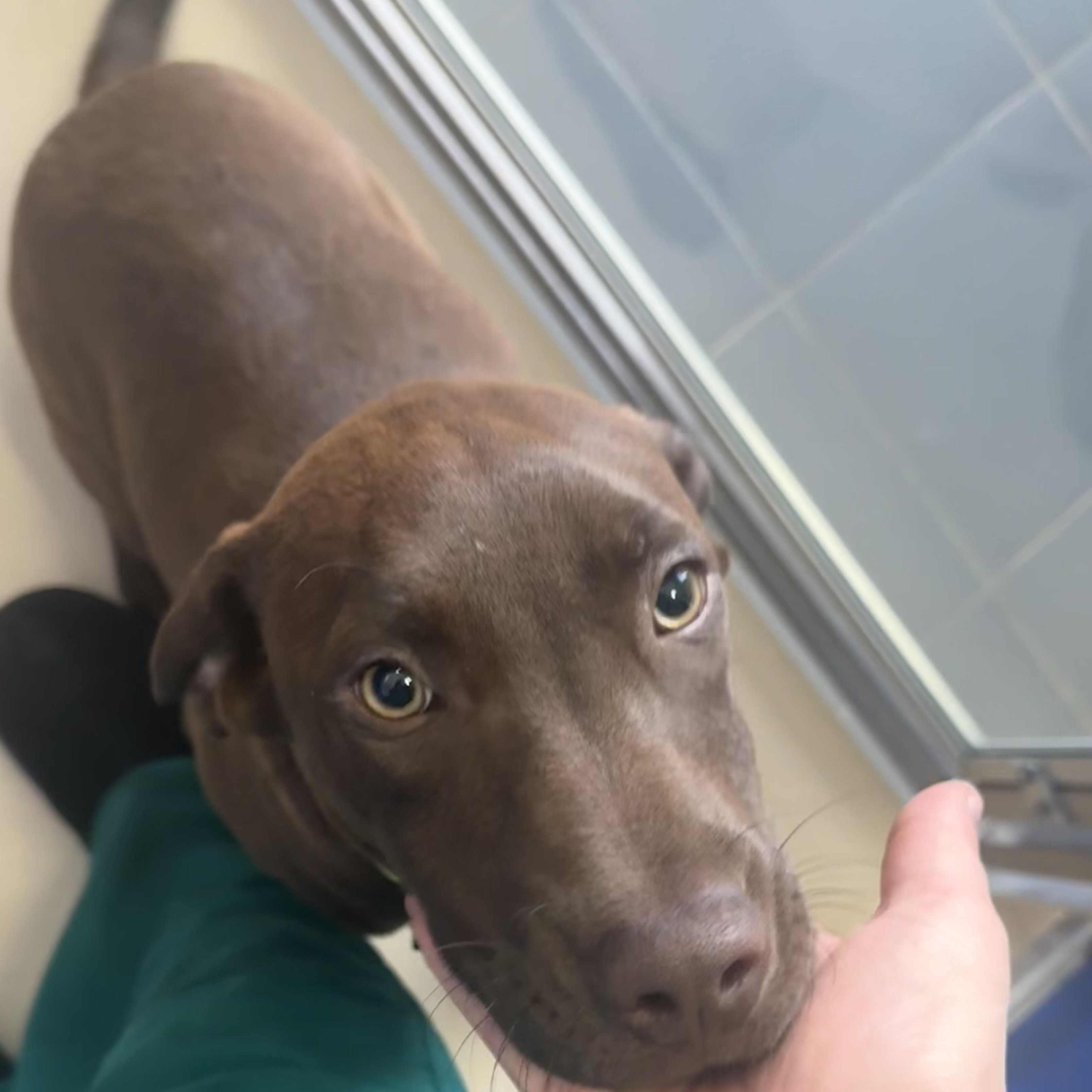 Enlarge Bailey , an adopted mixed breed in Fall River, MA image 2/3