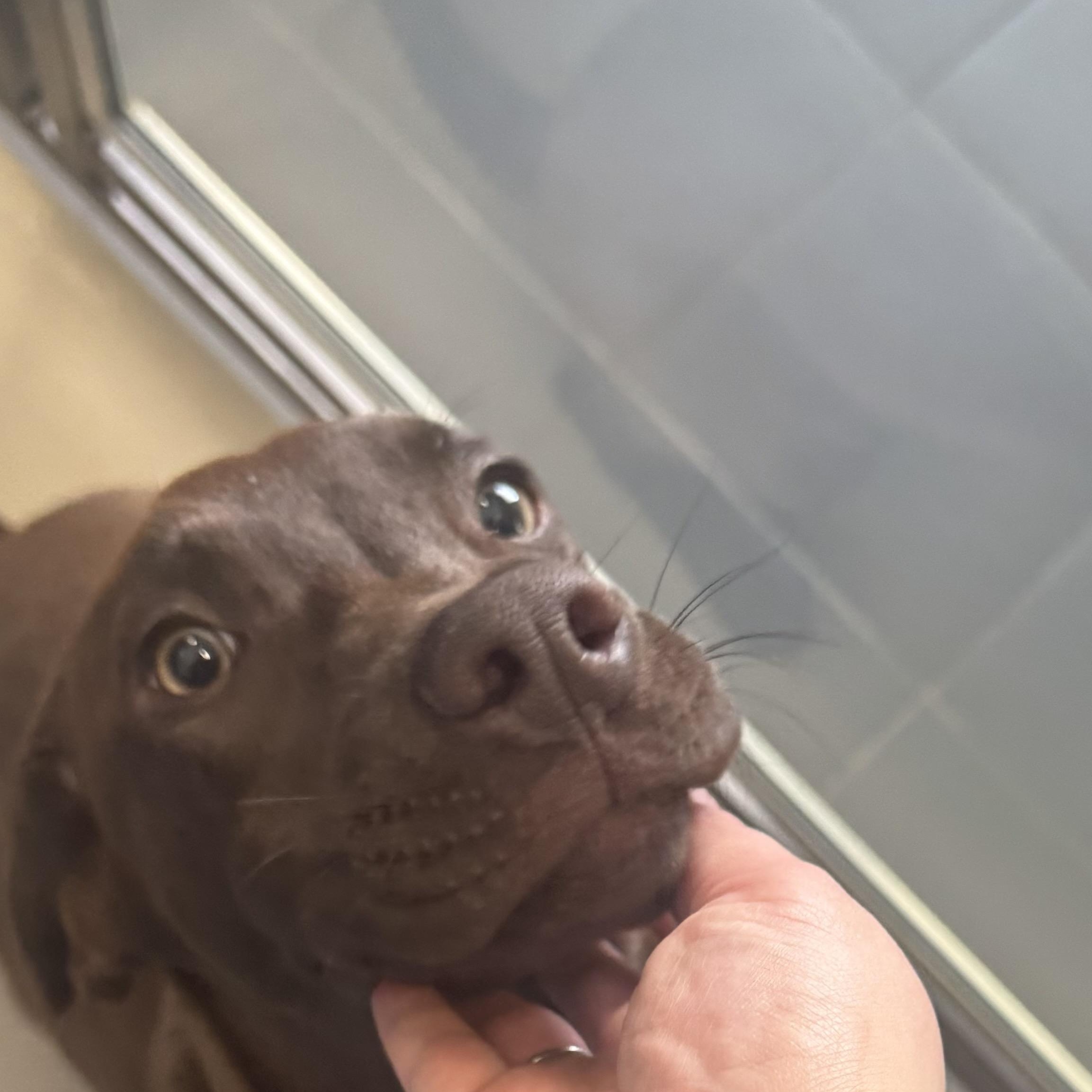 Enlarge Bailey , an adopted mixed breed in Fall River, MA image 3/3