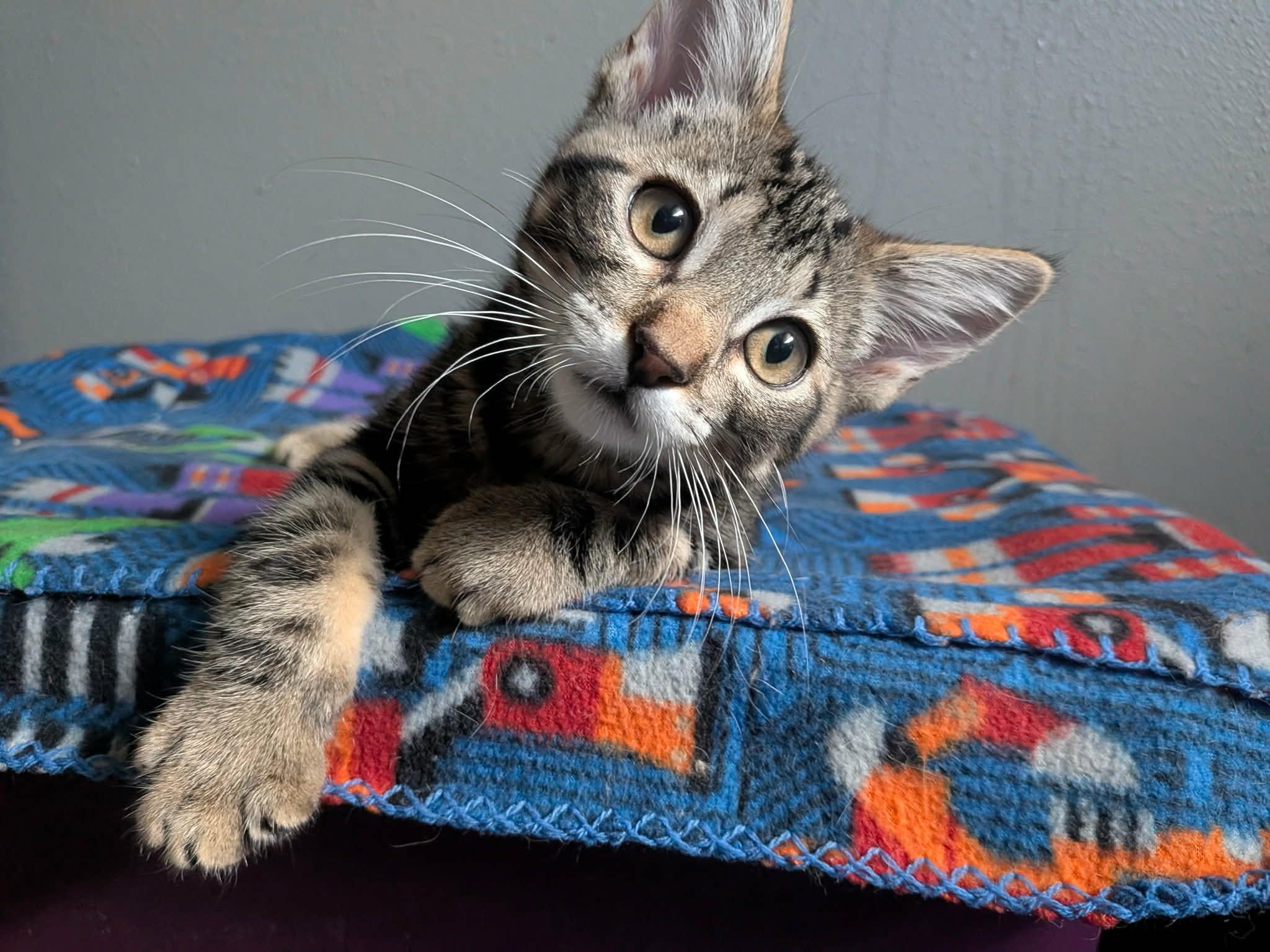Hammond, adopted, Kitten Male Domestic Short Hair.