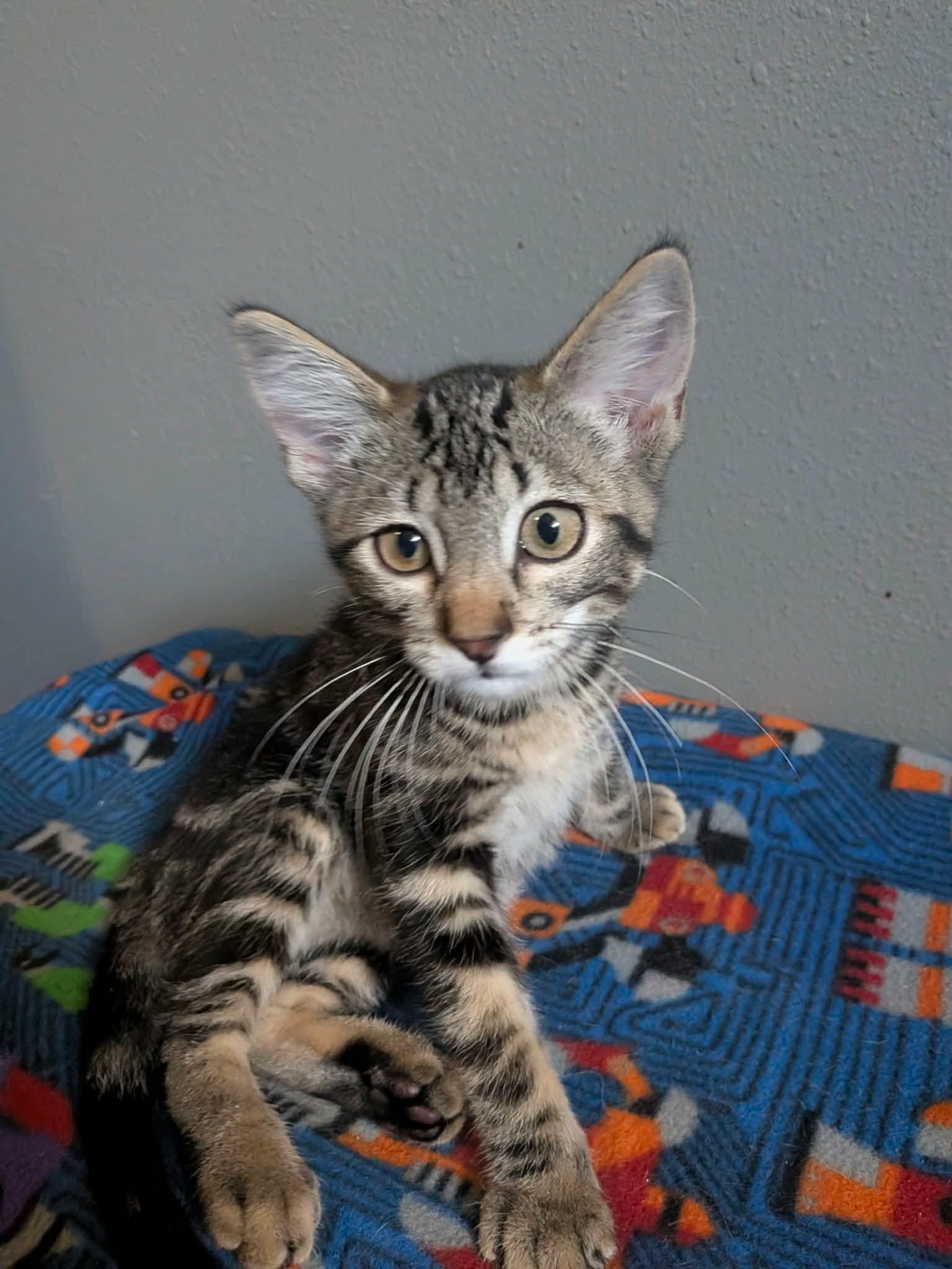 Hammond, an adopted Domestic Short Hair in Sioux Falls, SD image 3/3