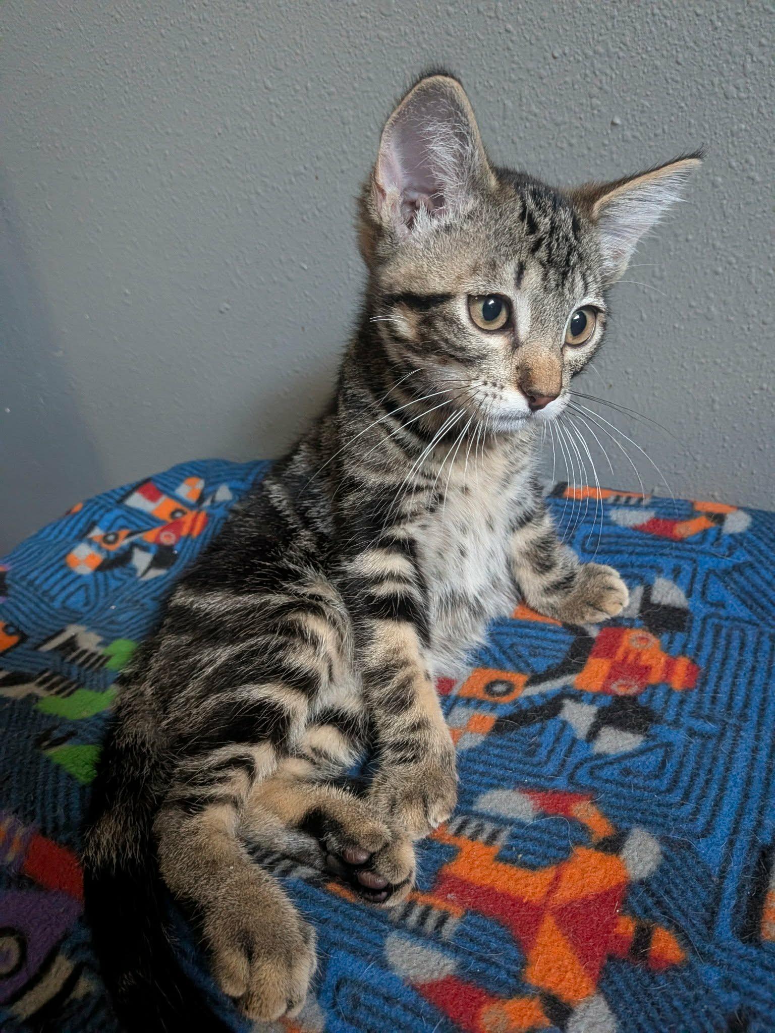 Hammond, an adopted Domestic Short Hair in Sioux Falls, SD image 2/3