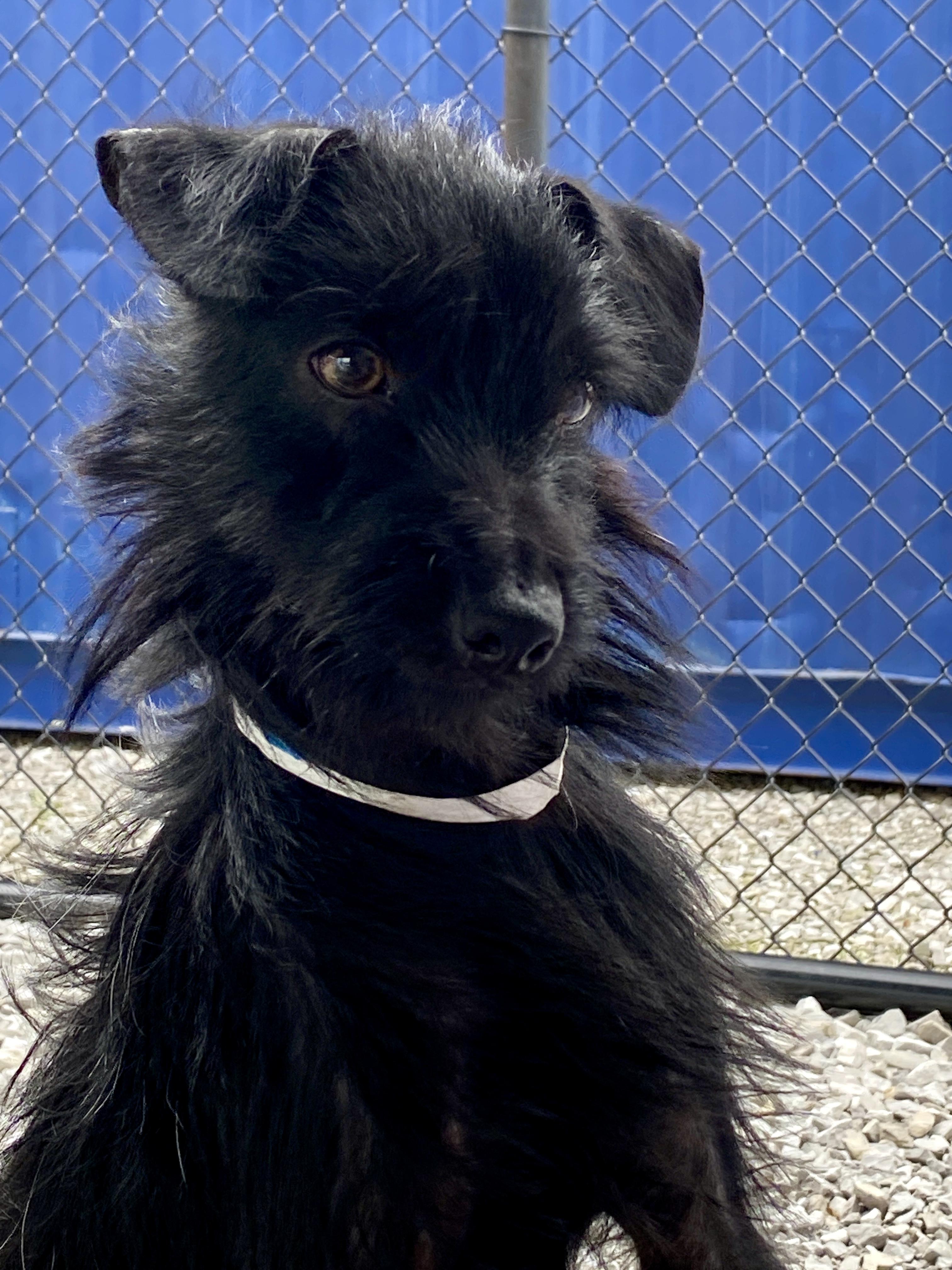 Savage, Adopted, Adult Male Yorkie Poo & Dachshund (Long Haired).