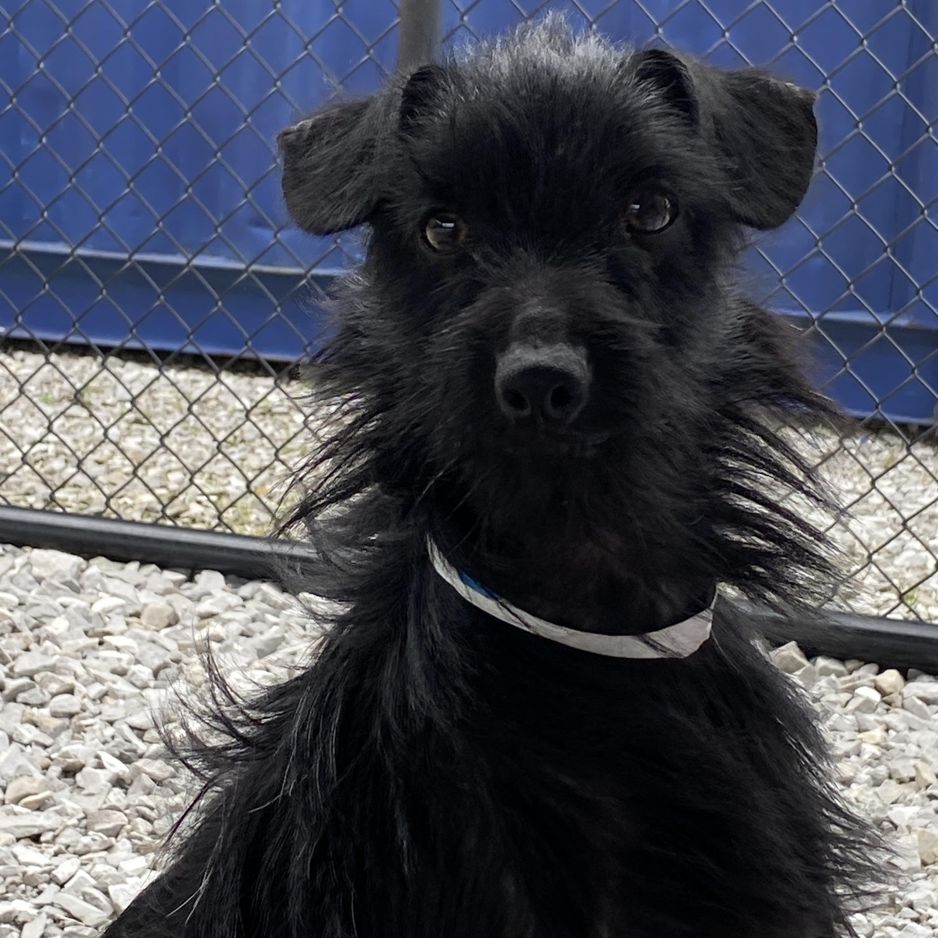 Enlarge Savage, a Adopted mixed breed in Hartford, KY image 5/6