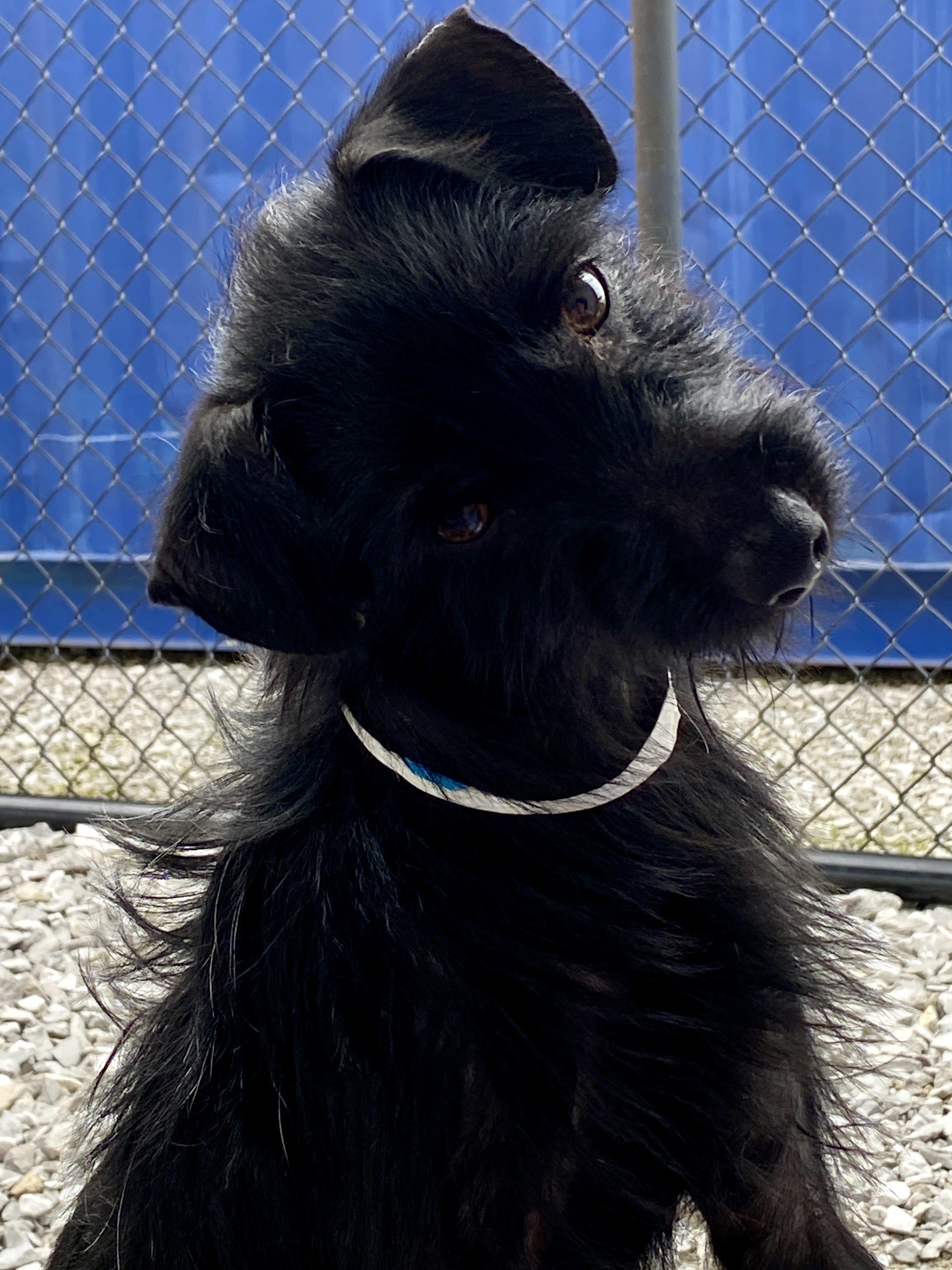 Enlarge Savage, a Adopted mixed breed in Hartford, KY image 4/6
