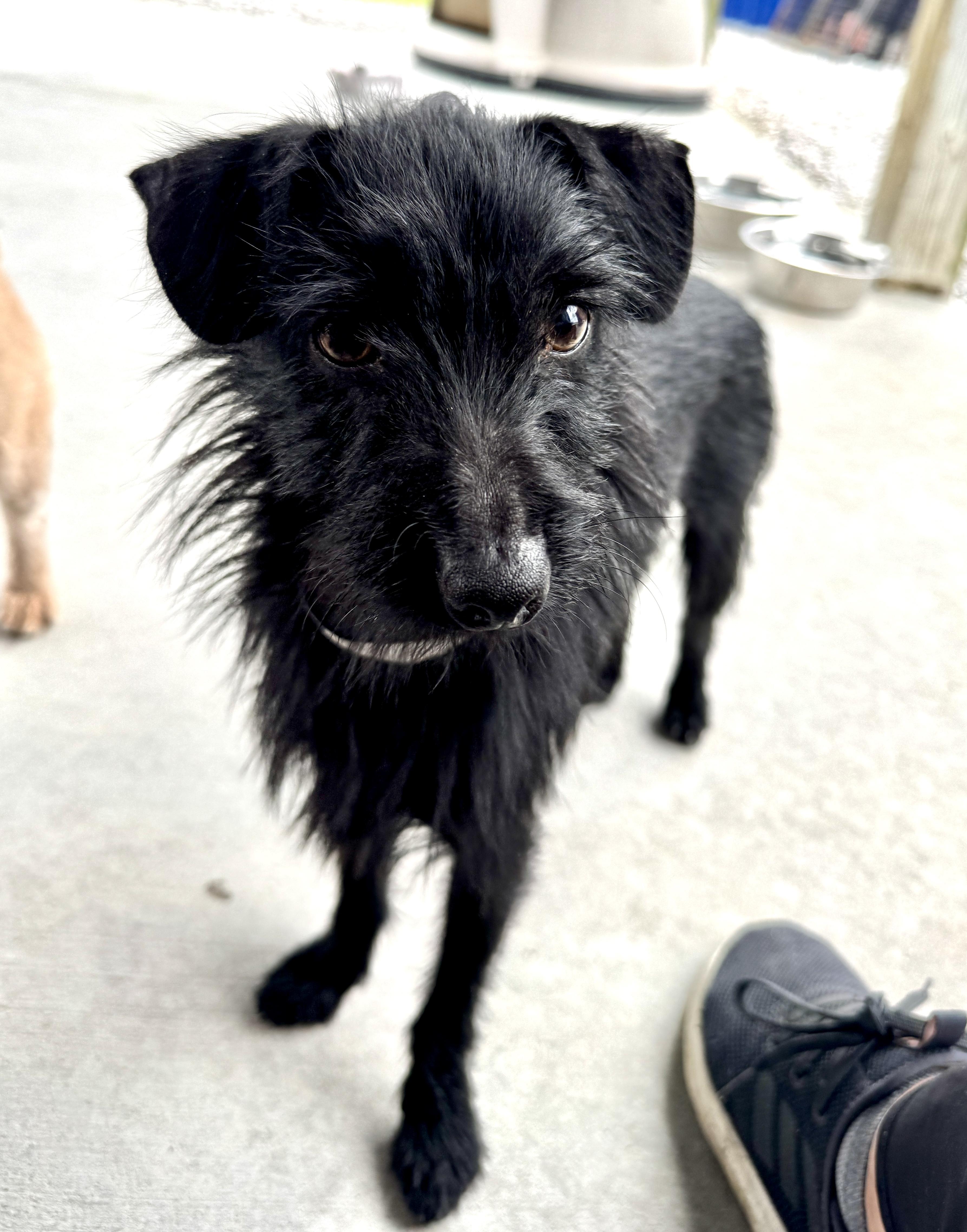 Enlarge Savage, a Adopted mixed breed in Hartford, KY image 2/6