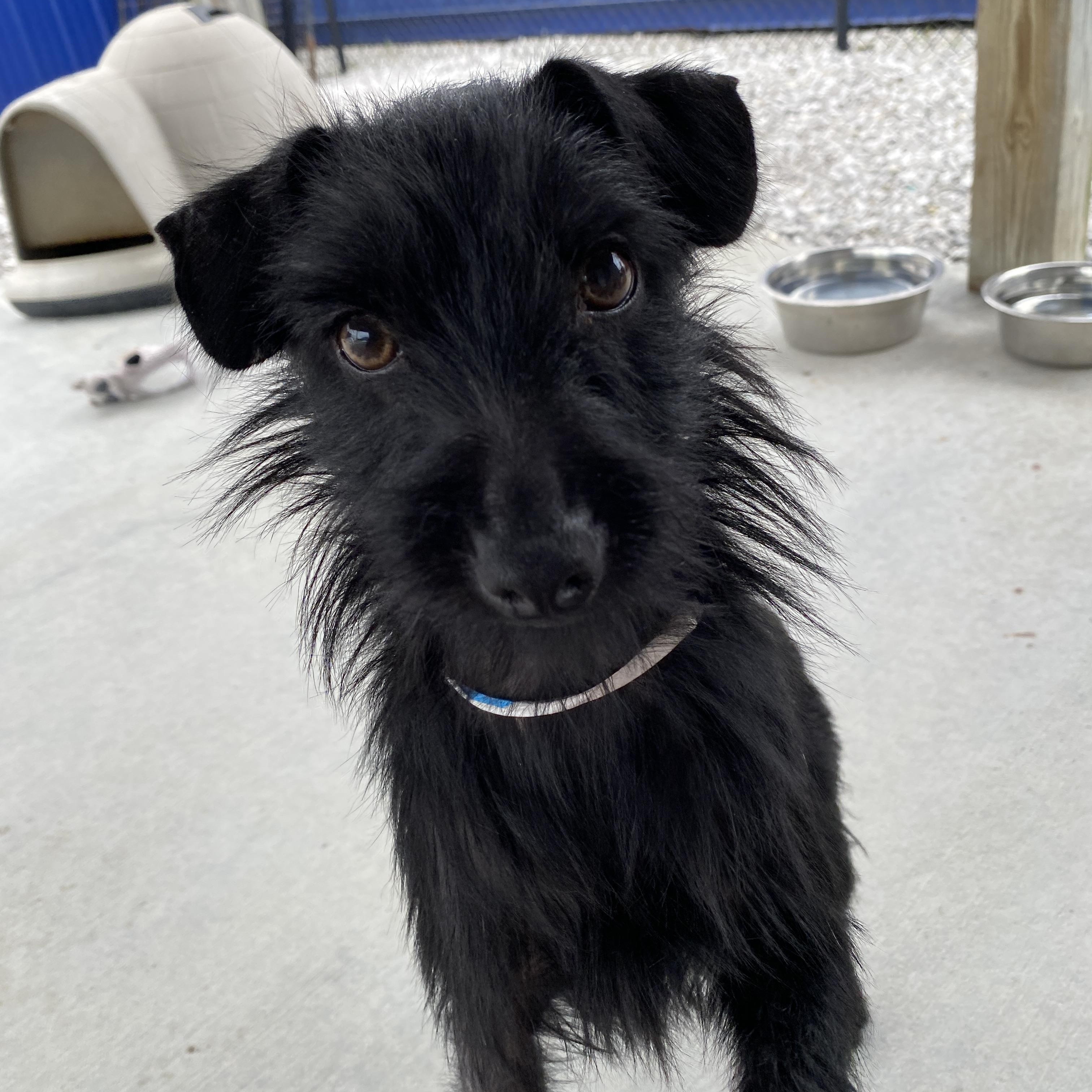 Enlarge Savage, a Adopted mixed breed in Hartford, KY image 6/6