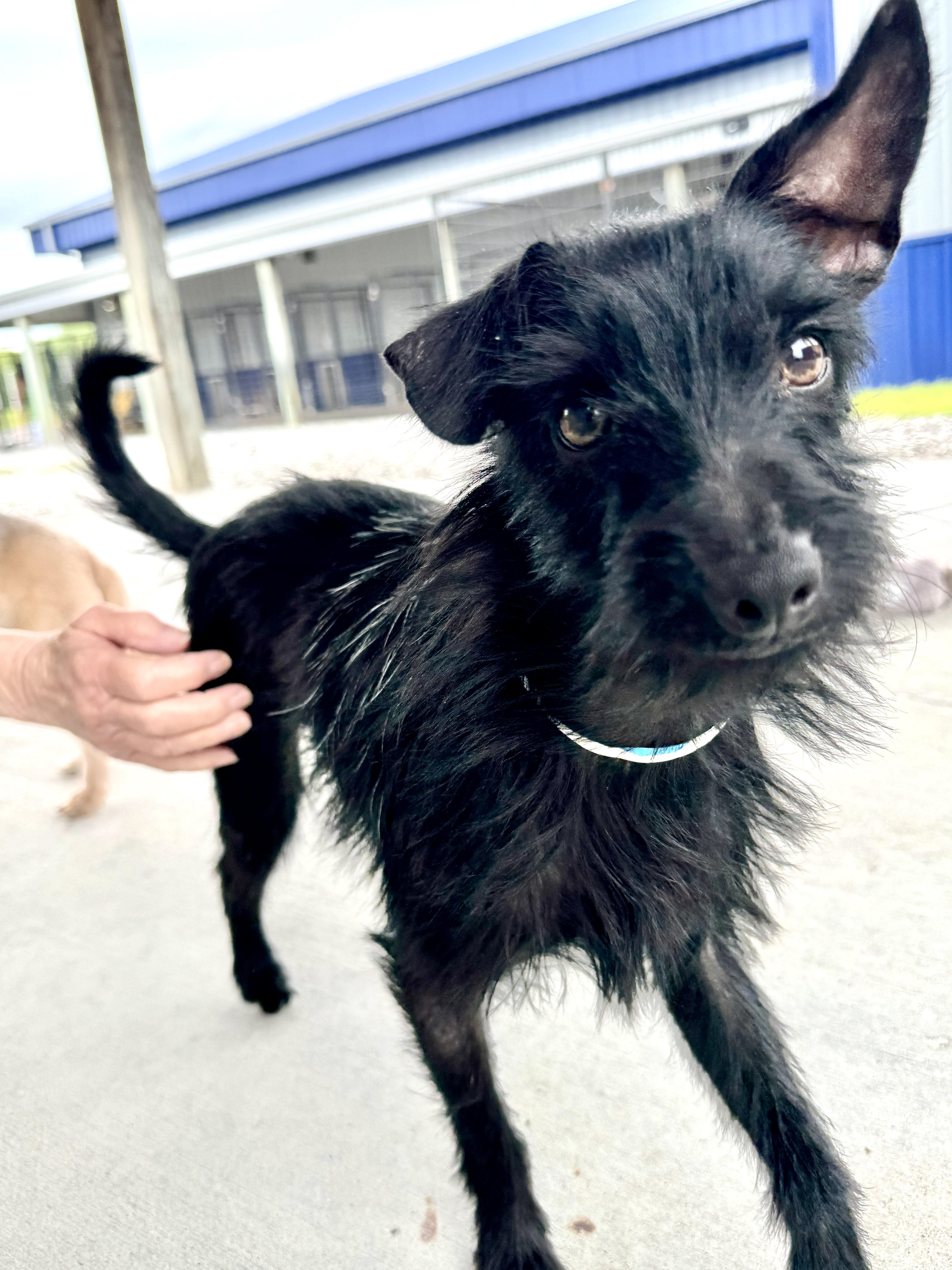 Enlarge Savage, a Adopted mixed breed in Hartford, KY image 3/6