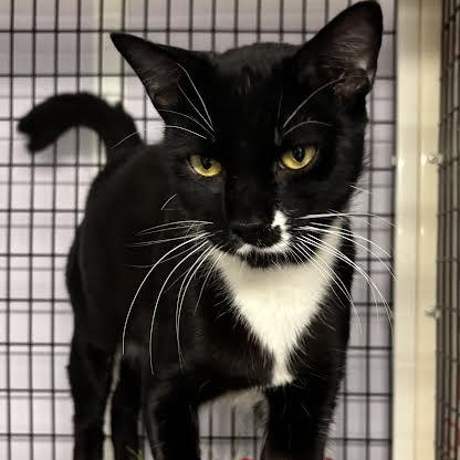 Enlarge Milkshake, a Adoptable Domestic Short Hair in Marblehead, MA image 2/4