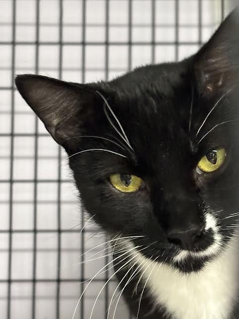 Enlarge Milkshake, a Adoptable Domestic Short Hair in Marblehead, MA image 3/4