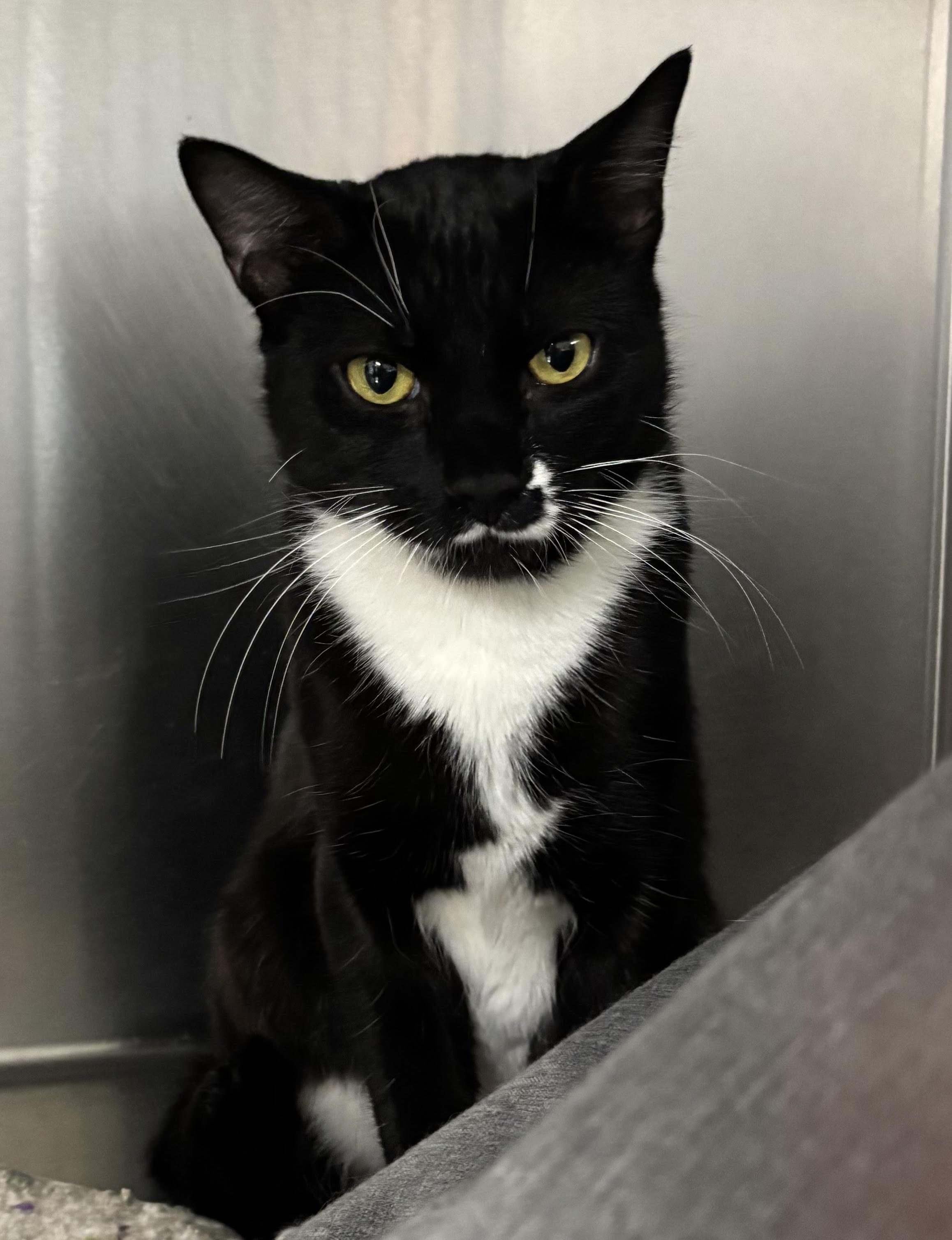 Enlarge Milkshake, a Adoptable Domestic Short Hair in Marblehead, MA image 4/4