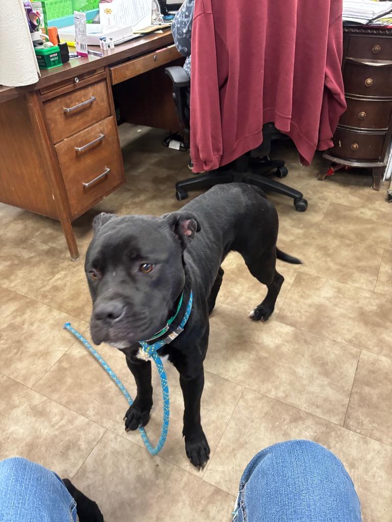 Enlarge Dasher, a Adoptable mixed breed in Springfield, OH image 1/1
