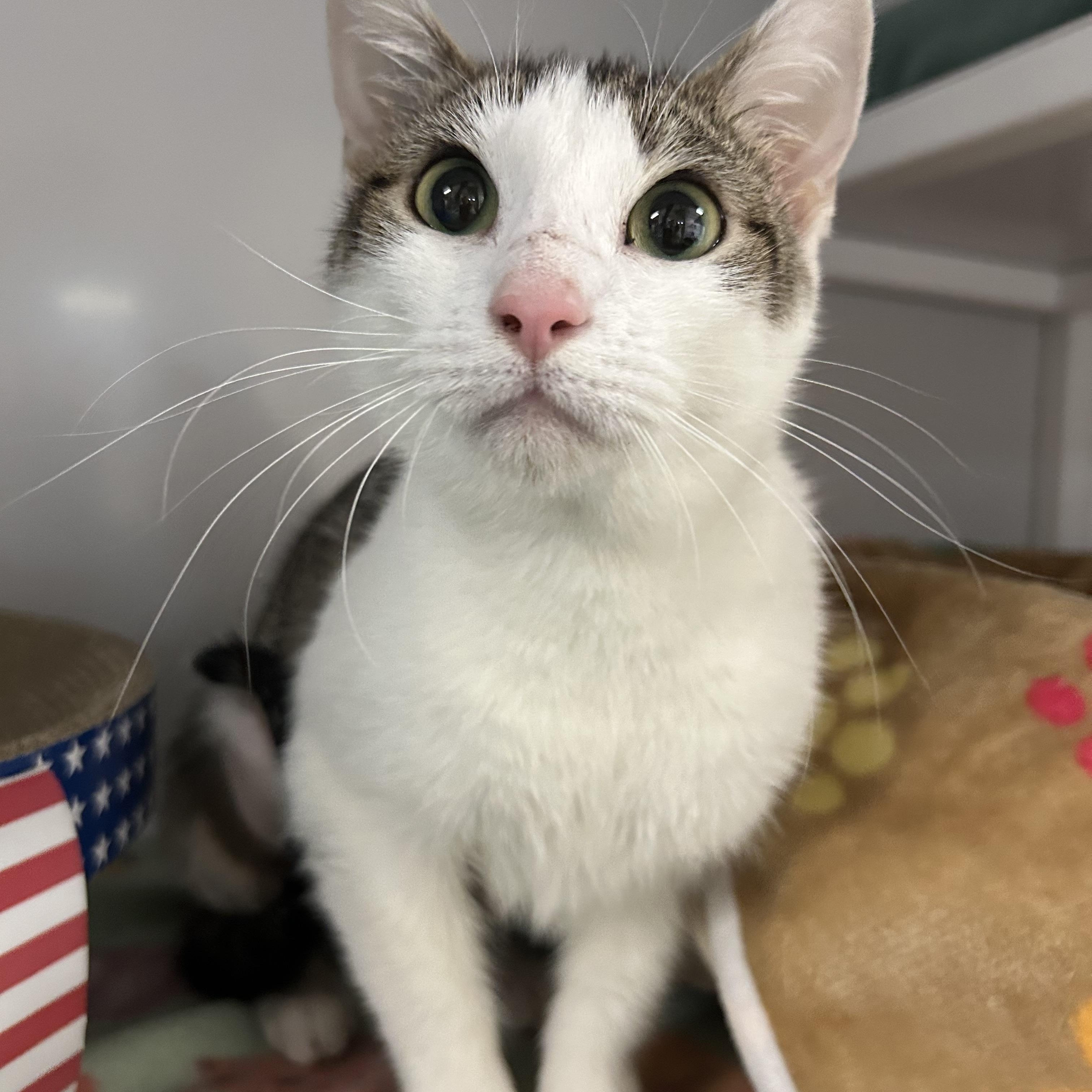 Zoey, a ADOPTABLE Domestic Short Hair in White Oak, PA image 1/2