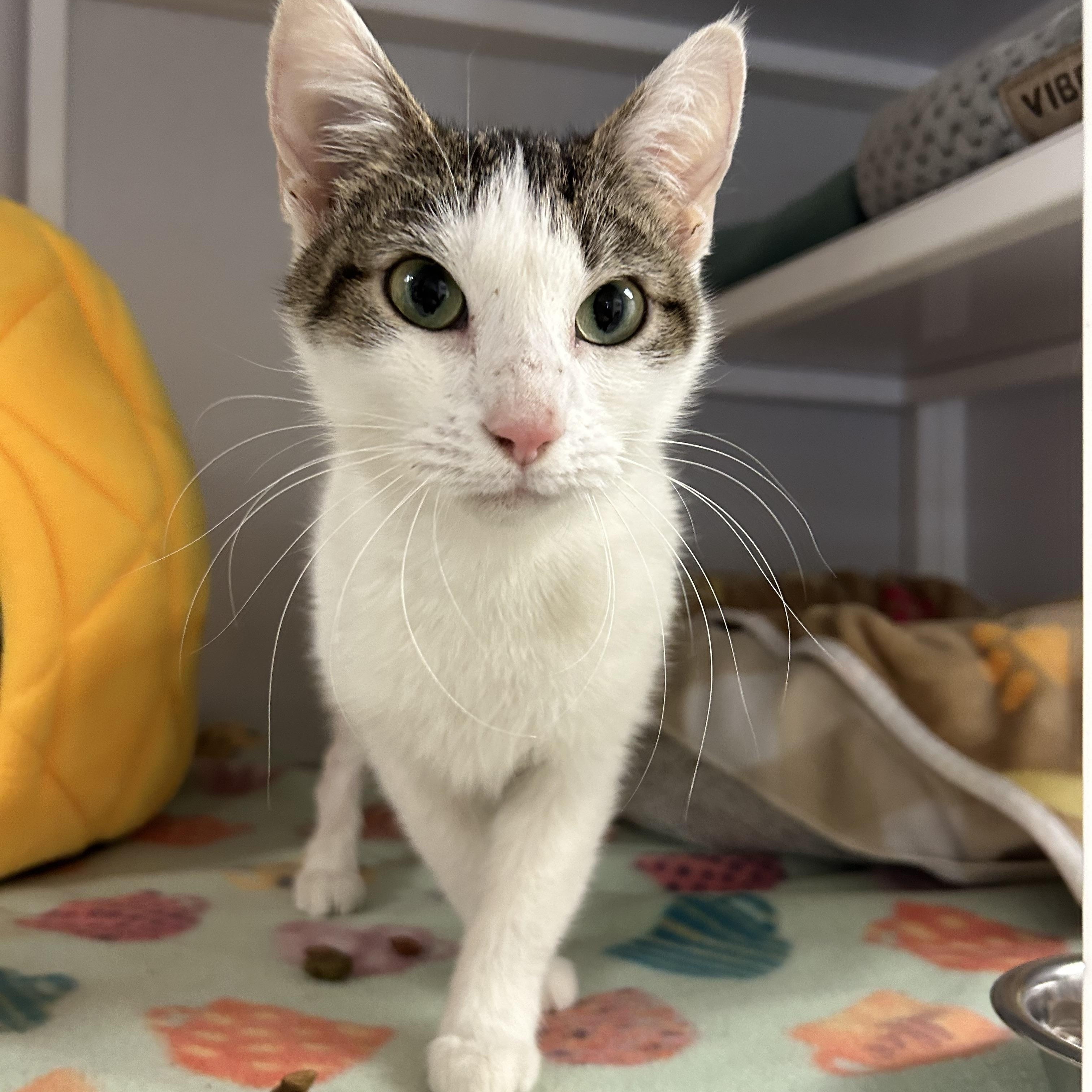 Zoey, a ADOPTABLE Domestic Short Hair in White Oak, PA image 2/2