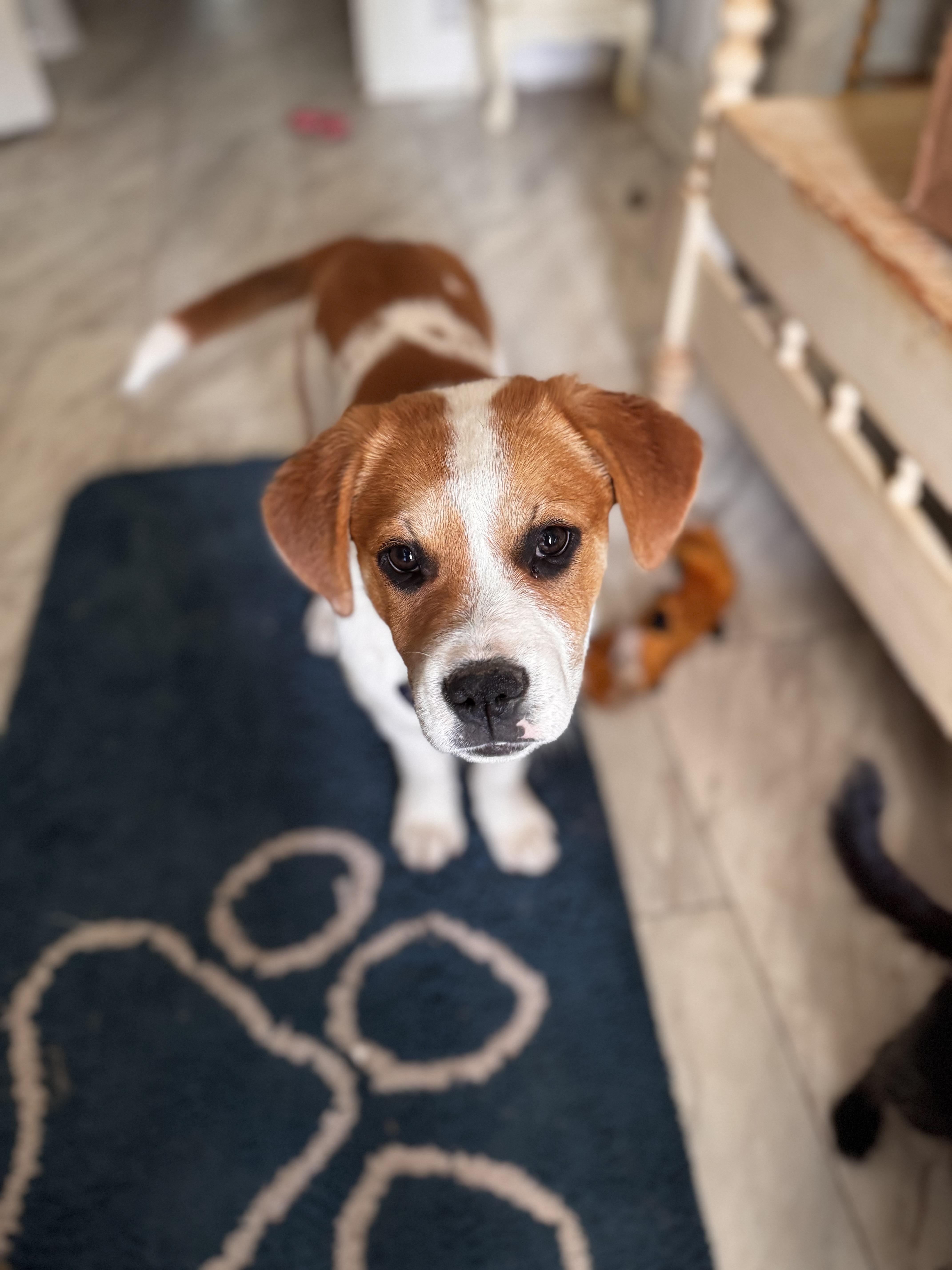 Enlarge Rue, a ADOPTABLE mixed breed in Danielsville, GA image 2/2