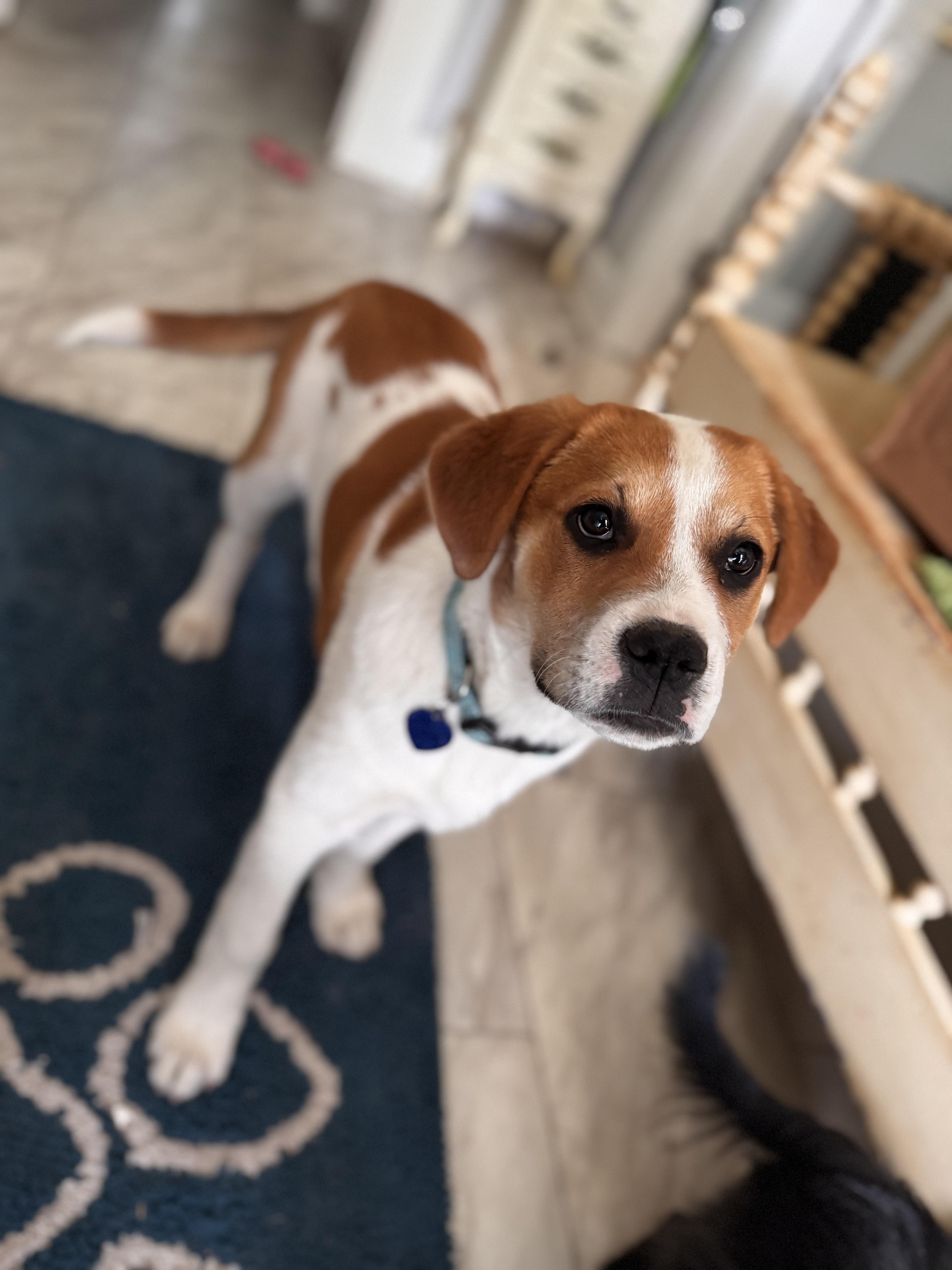 Rue, ADOPTABLE, Puppy Female Rottweiler & Border Collie.