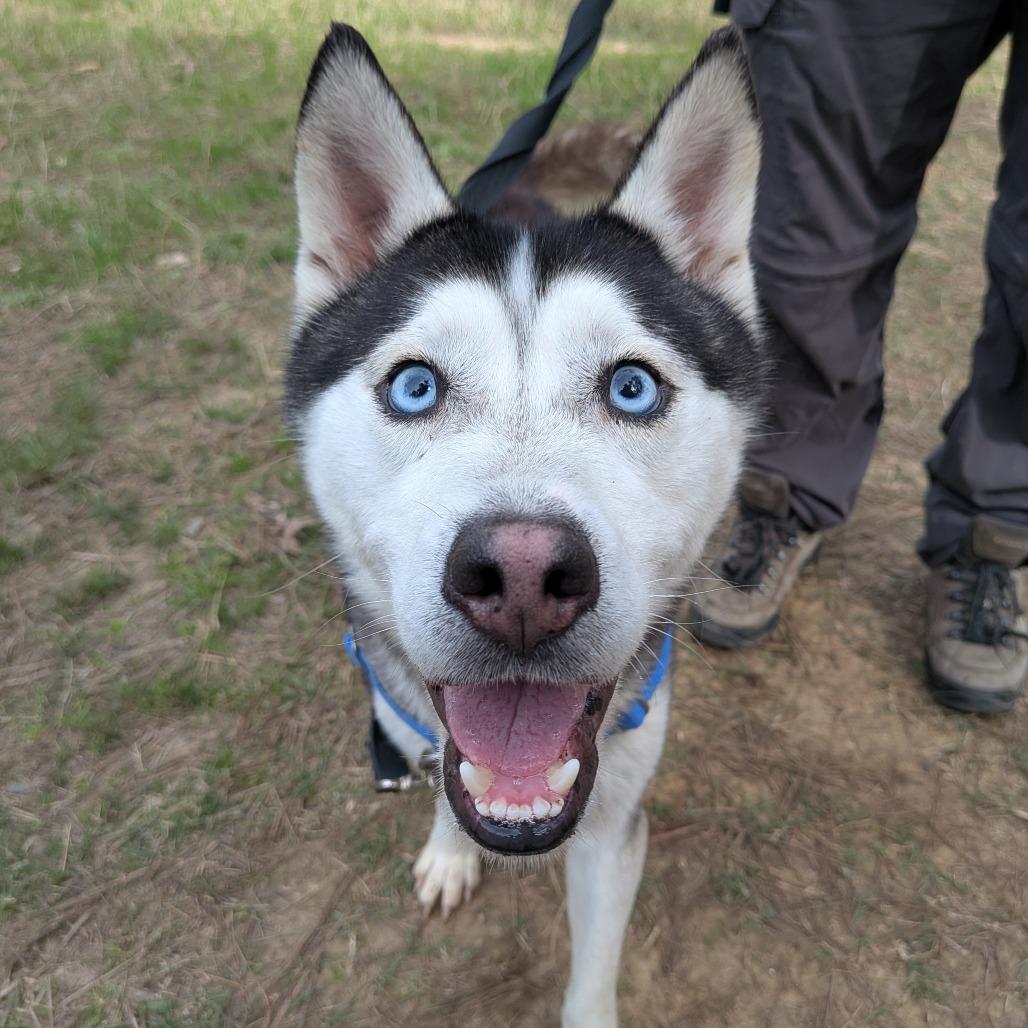 Enlarge Cillian, a Adoptable Husky in Wake Forest, NC image 1/6
