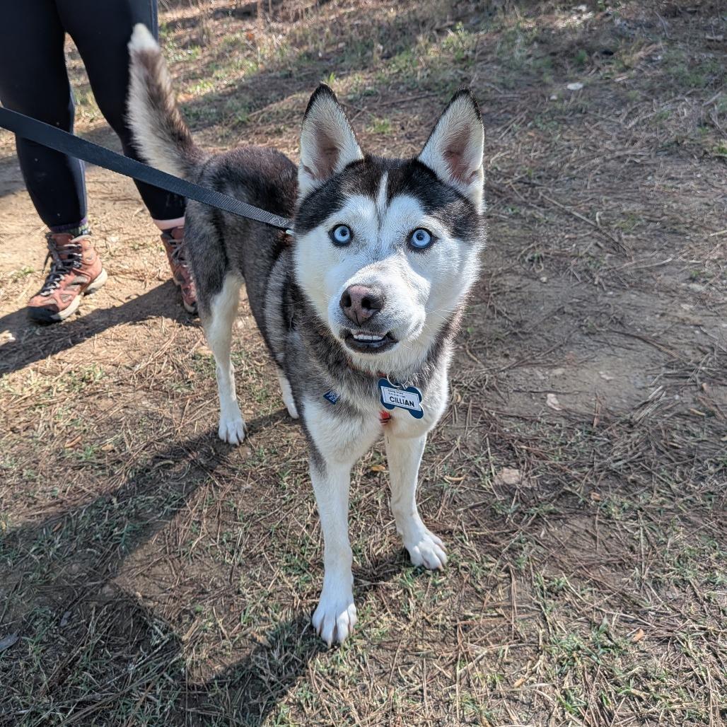 Enlarge Cillian, a Adoptable Husky in Wake Forest, NC image 2/6
