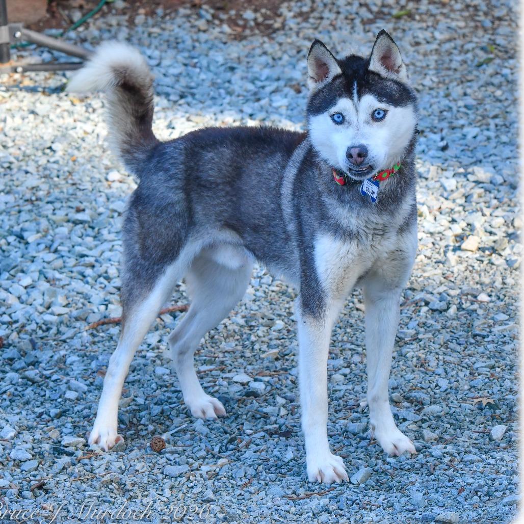 Enlarge Cillian, a Adoptable Husky in Wake Forest, NC image 3/6