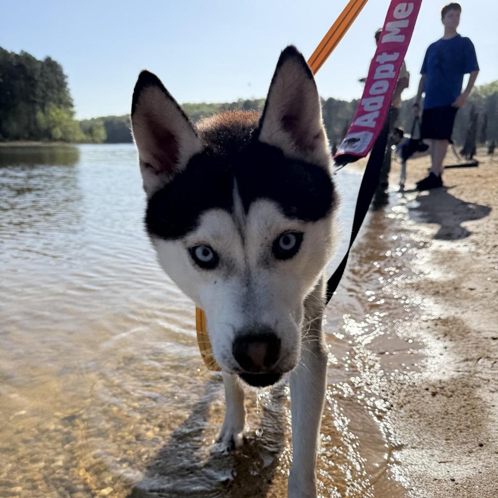 Enlarge Cillian, a Adoptable Husky in Wake Forest, NC image 4/6
