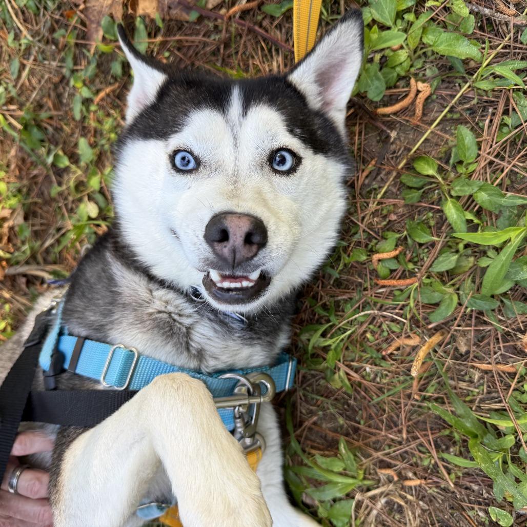 Enlarge Cillian, a Adoptable Husky in Wake Forest, NC image 4/6