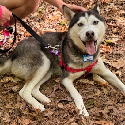 Enlarge Cillian, a Adoptable Husky in Wake Forest, NC image 5/6
