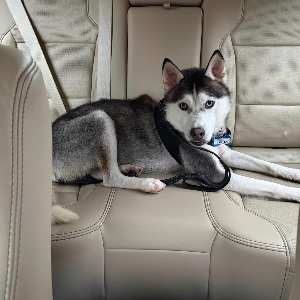 Enlarge Cillian, a Adoptable Husky in Wake Forest, NC image 6/6