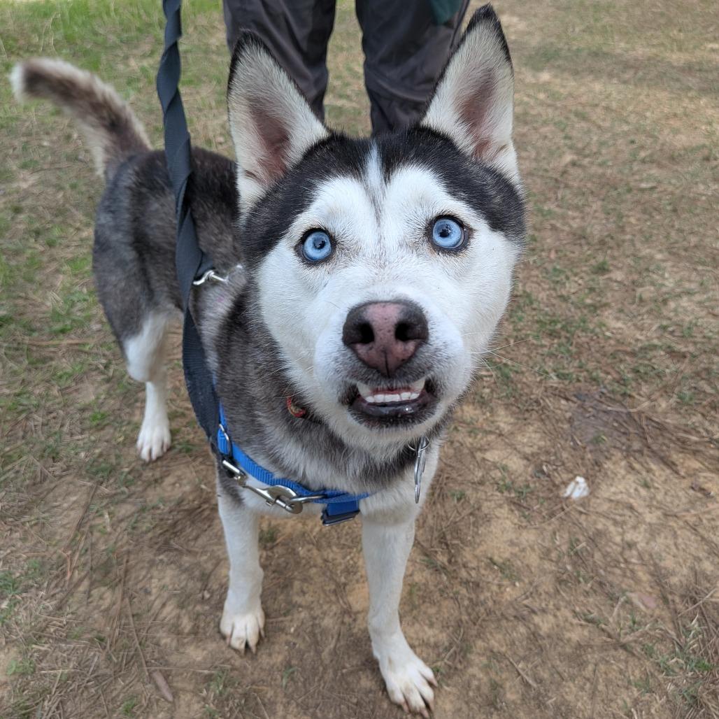 Enlarge Cillian, a Adoptable Husky in Wake Forest, NC image 6/6