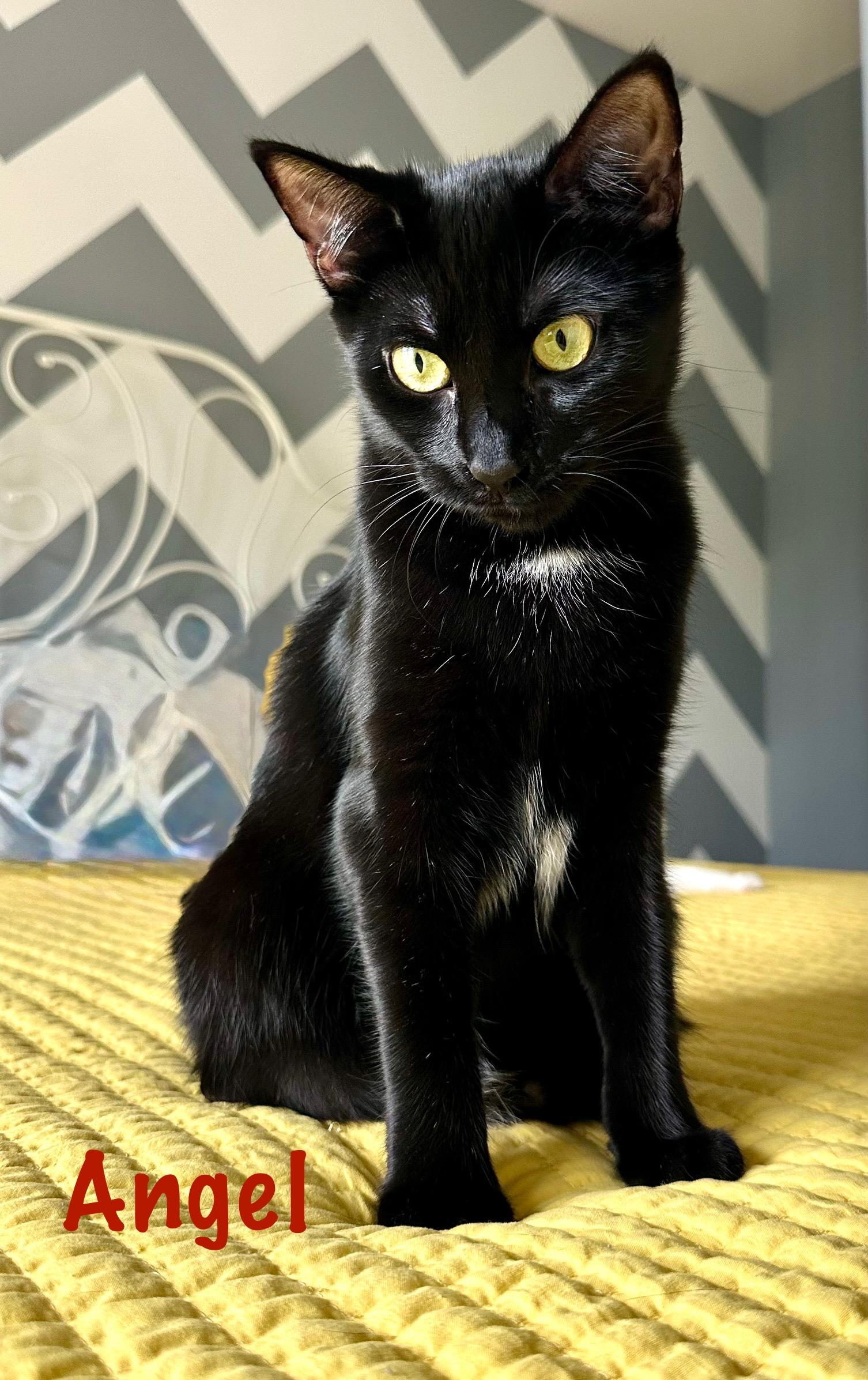 Poppy & Angel - Bonded Sister