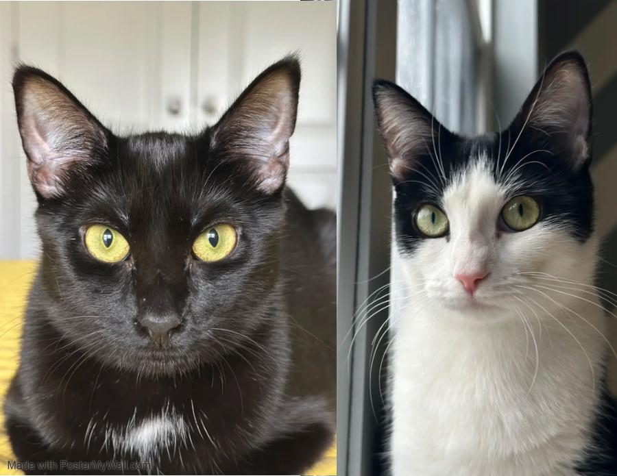 Poppy & Angel - Bonded Sister