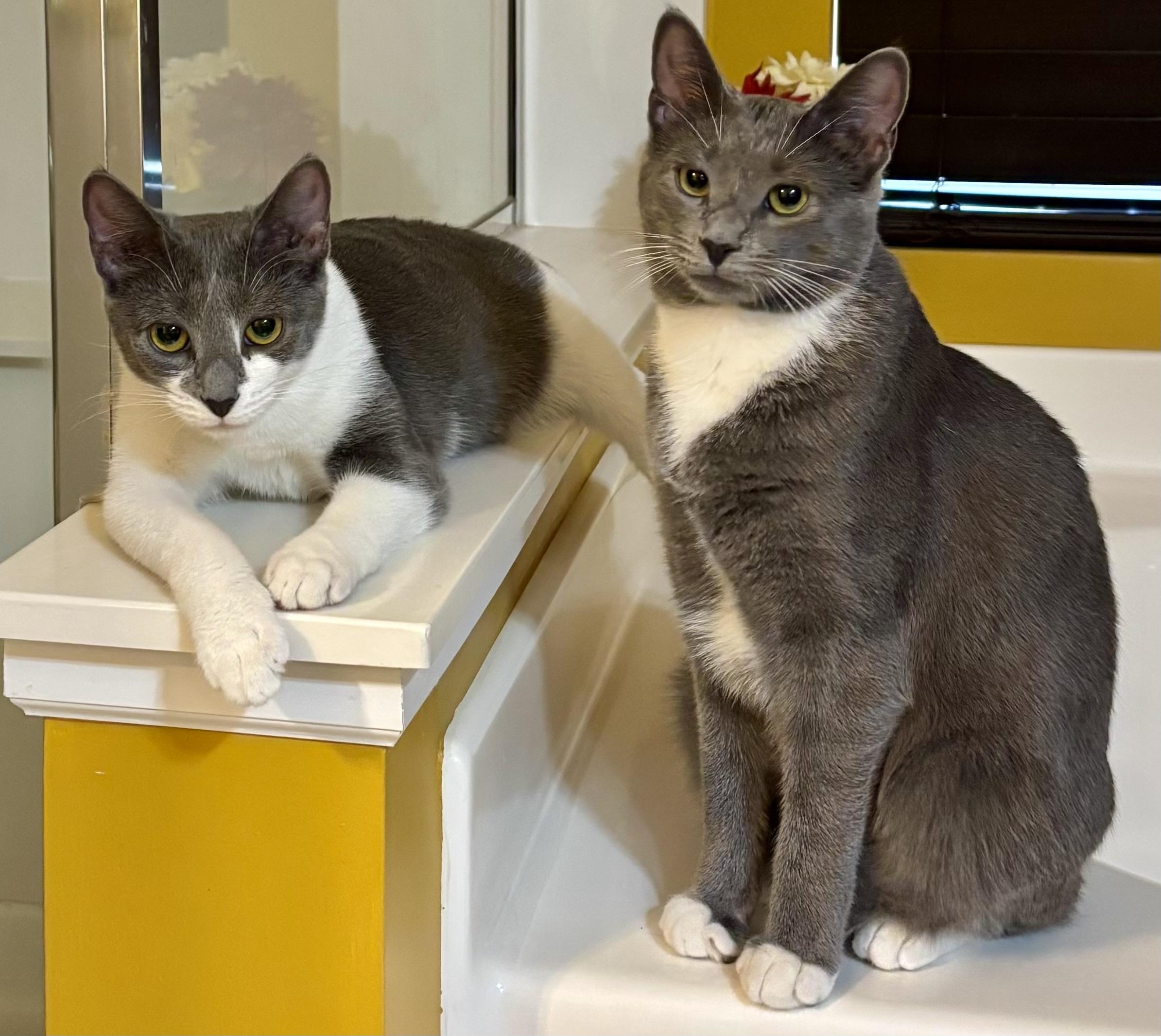 Skittles and M&M Brother & Sister