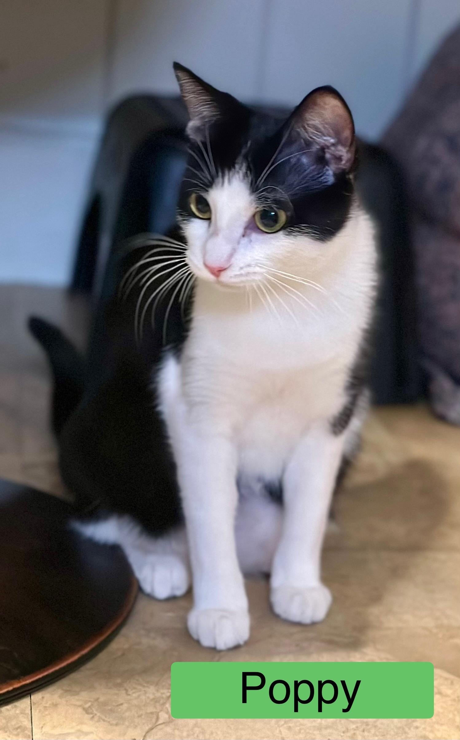 Poppy & Angel - Bonded Sister
