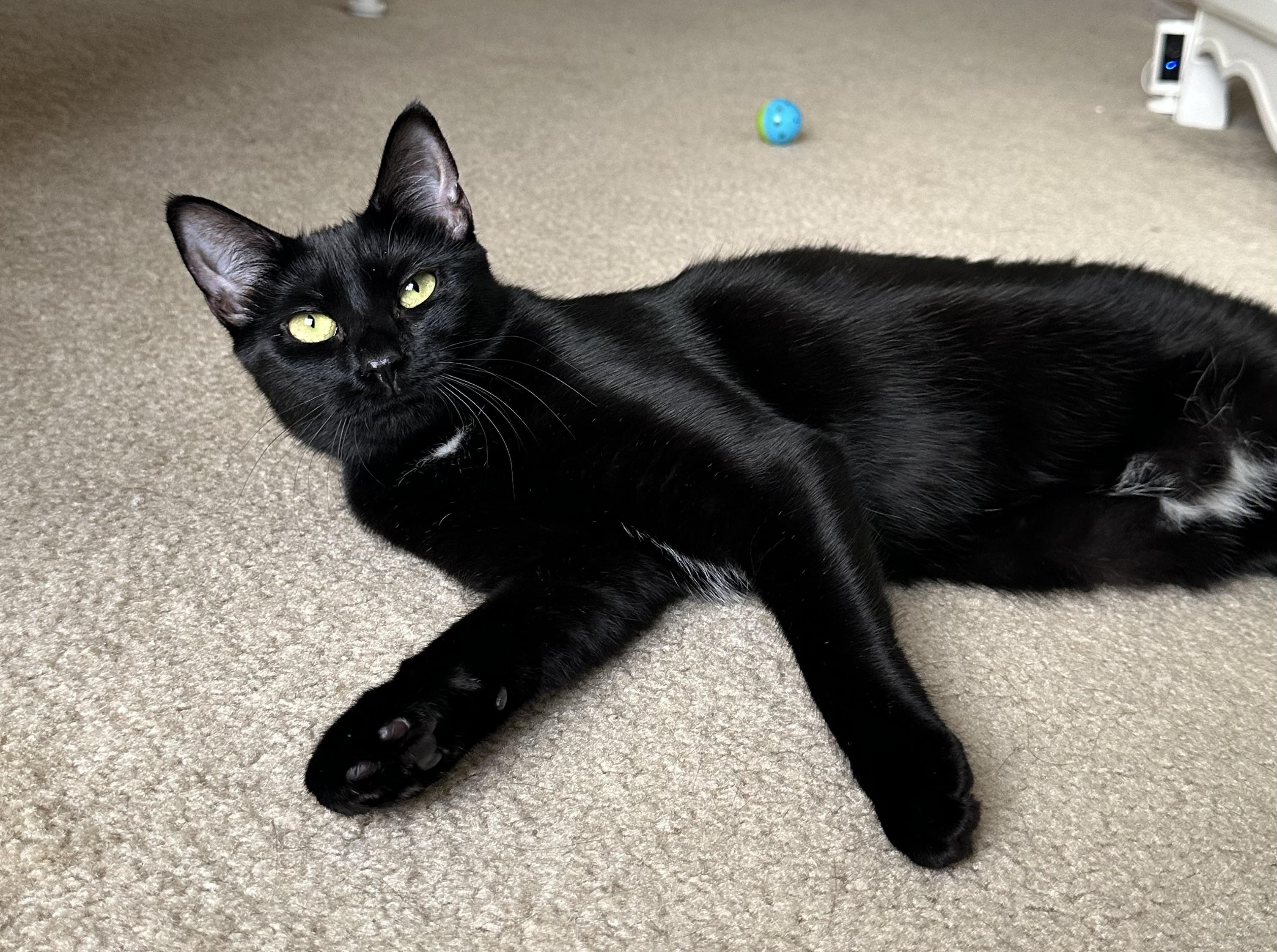 Poppy & Angel - Bonded Sister