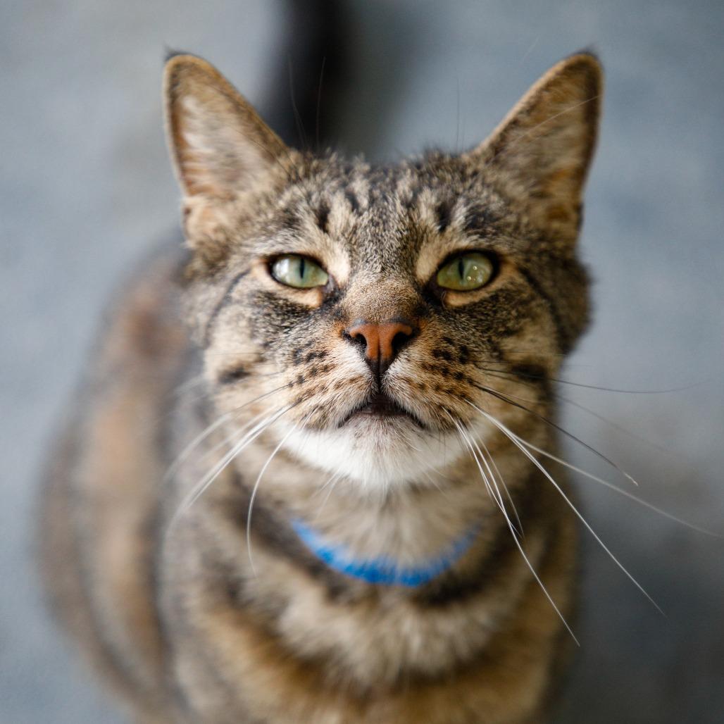 Juko, Adoptable, Adult Male Domestic Short Hair & Domestic Short Hair.